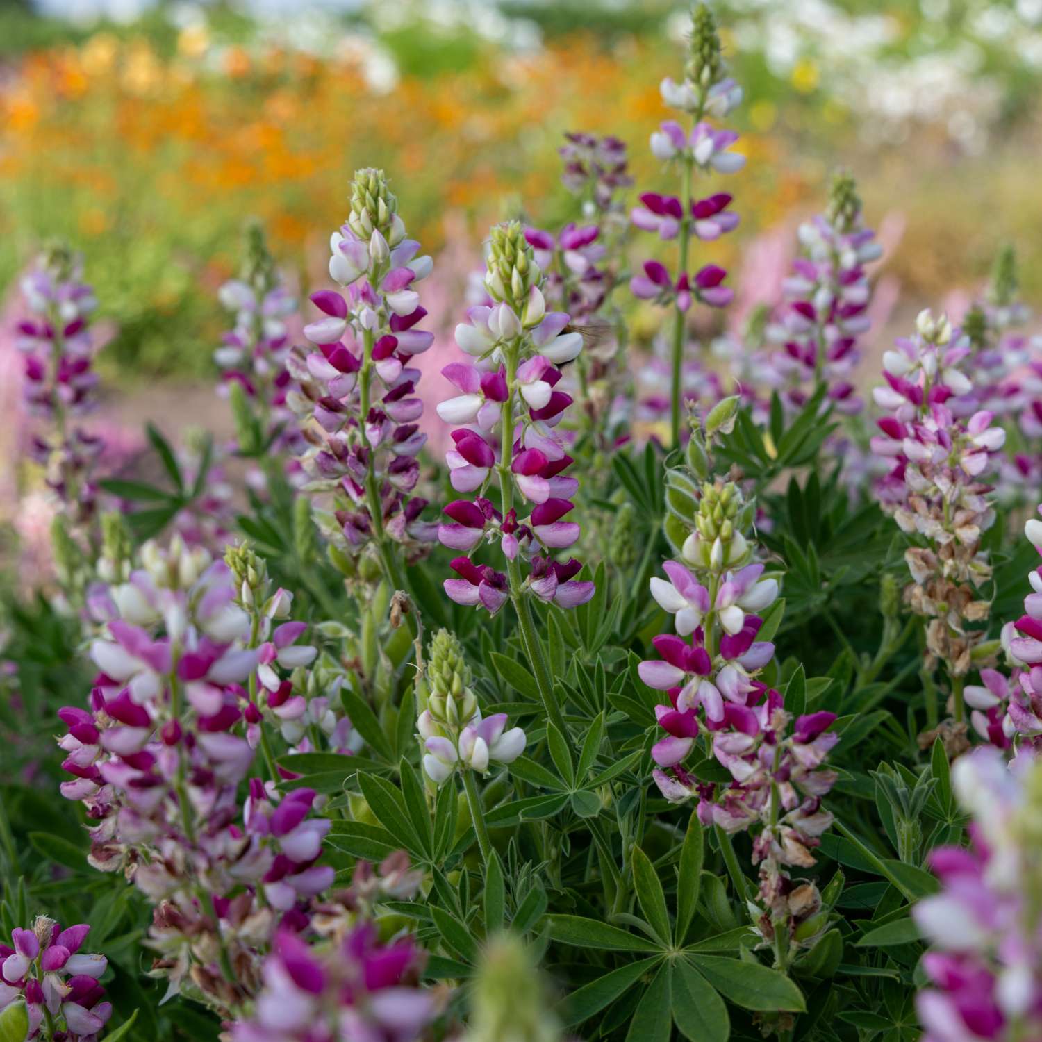 Lupine 'Avalune Red-White' (zaden)