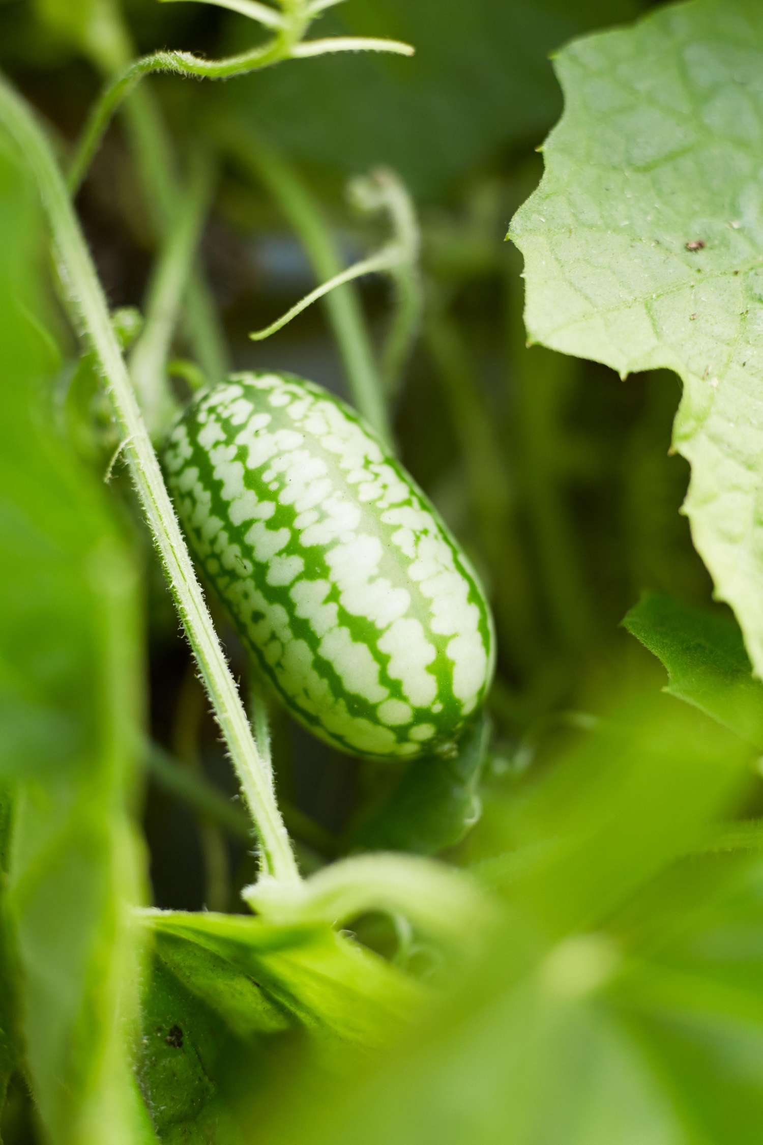 Mexicaanse minikomkommer 'Mouse Melon' (zaden)