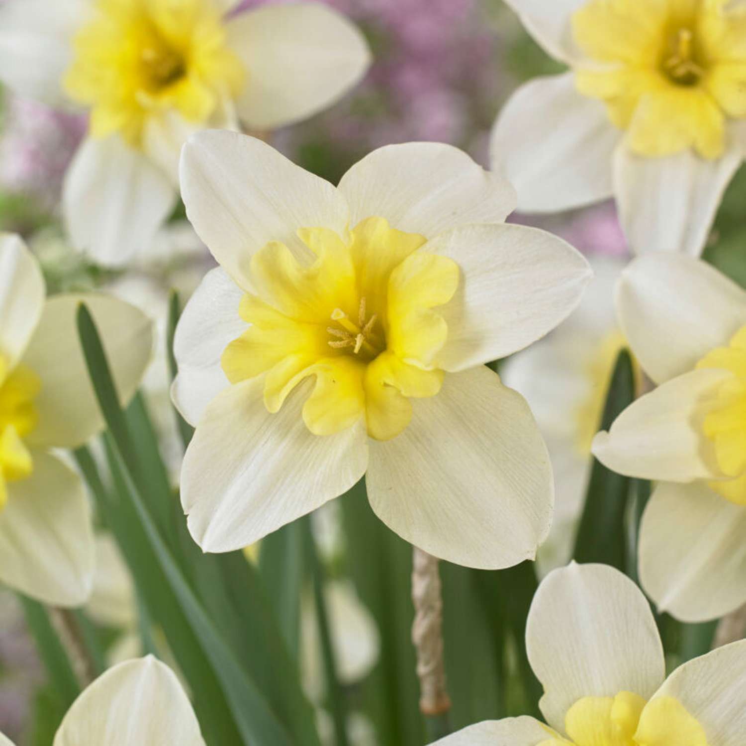Narcissus 'Polar Hunter'