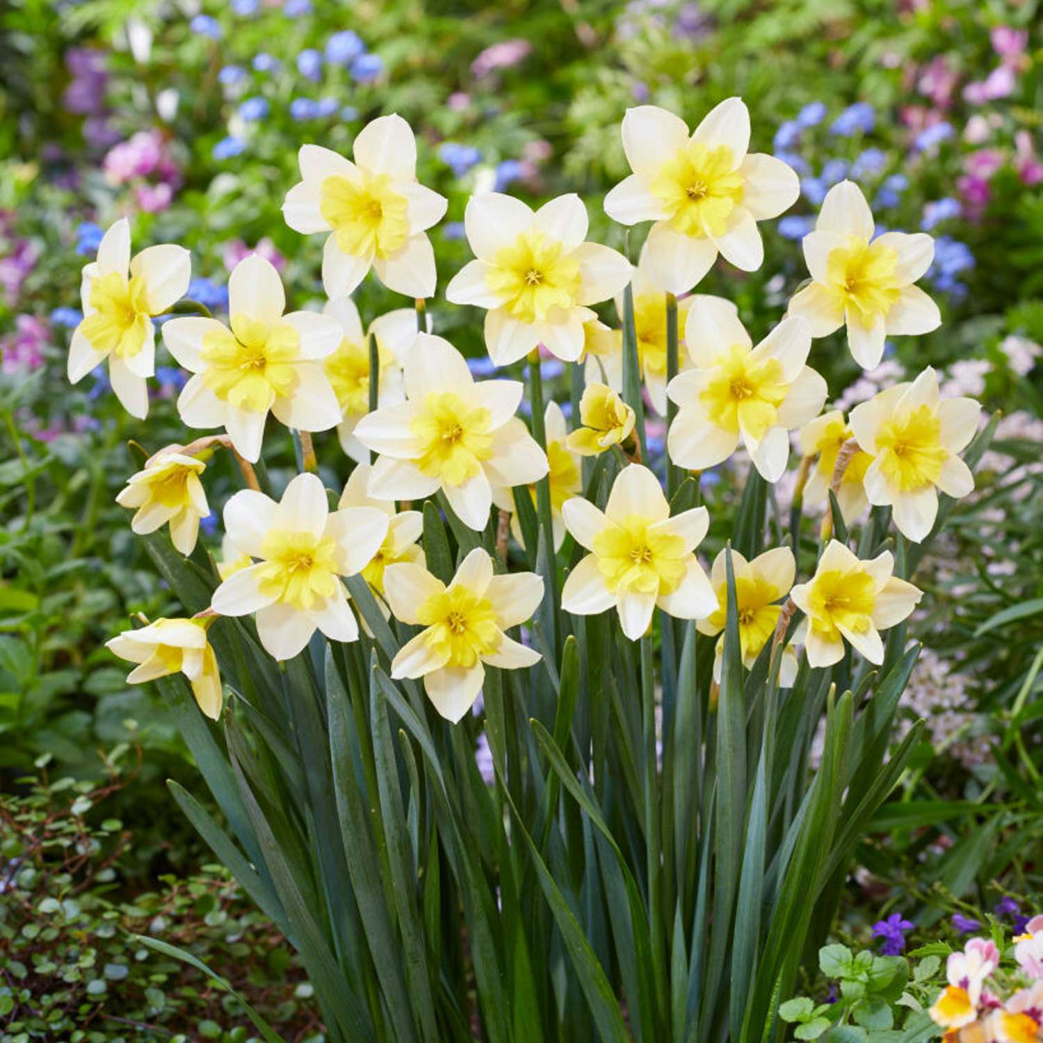 Narcissus 'Polar Hunter'