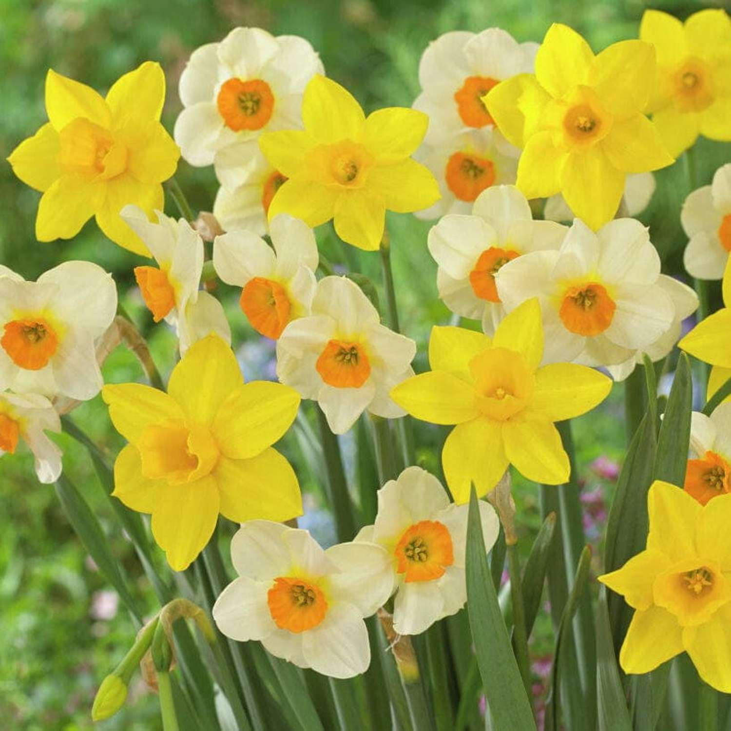 Narcissenmengsel 'Sweet Flower'