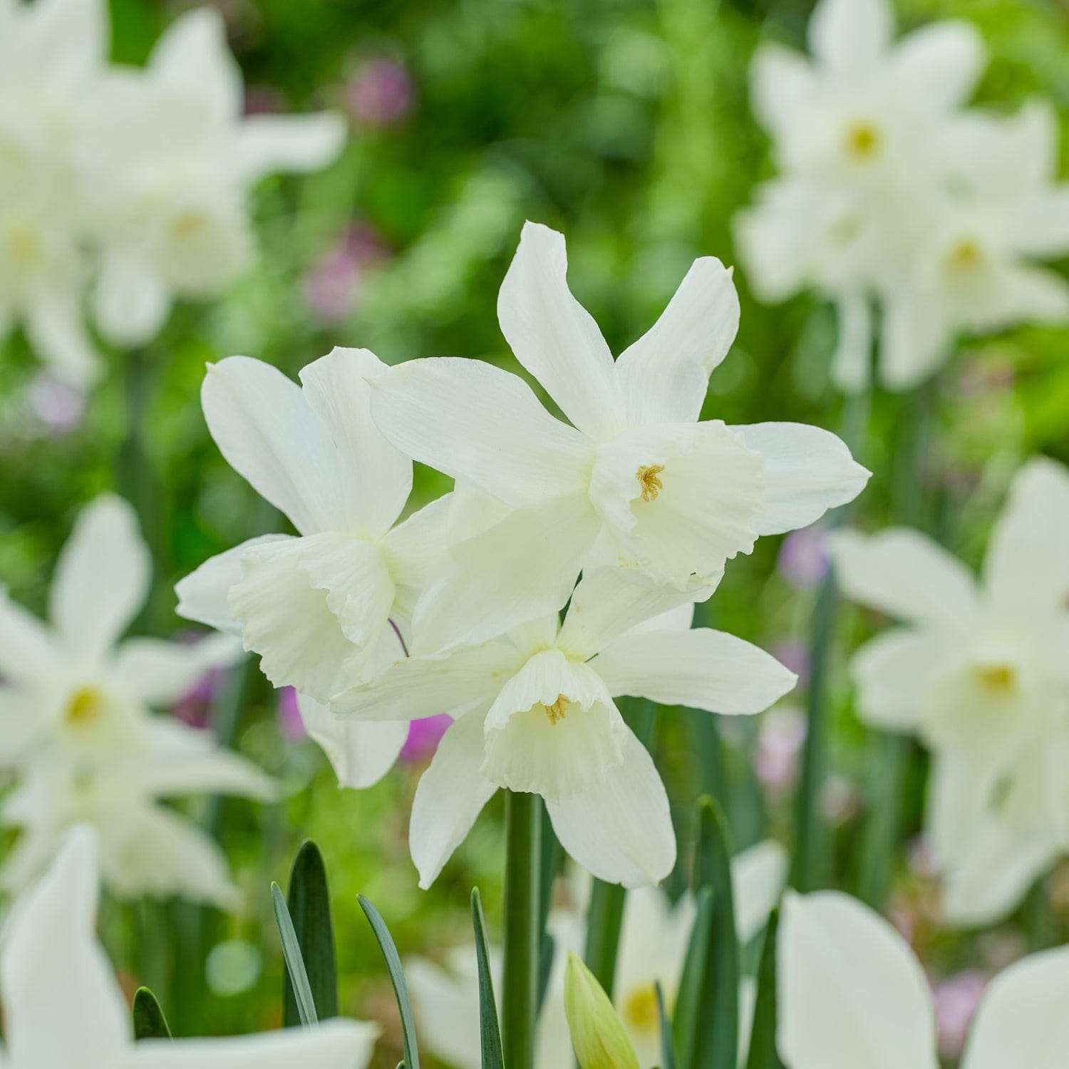 Narcissus 'Thalia'