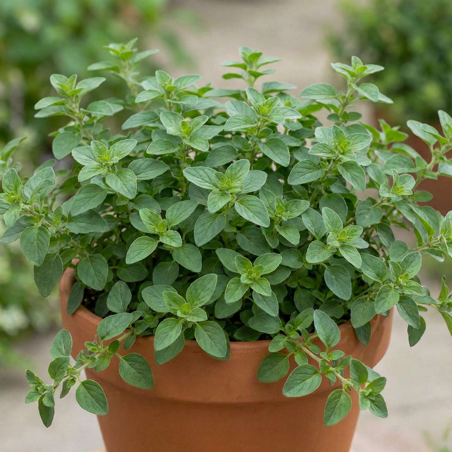 Oregano (BIO zaden)