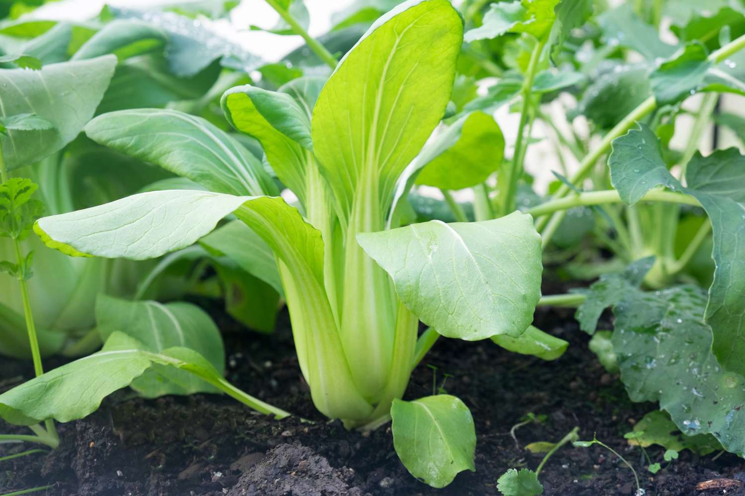 Paksoi 'Taisai' (BIO zaden)