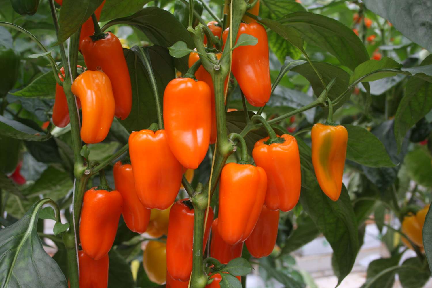 Paprika 'Flynn' (BIO zaden)