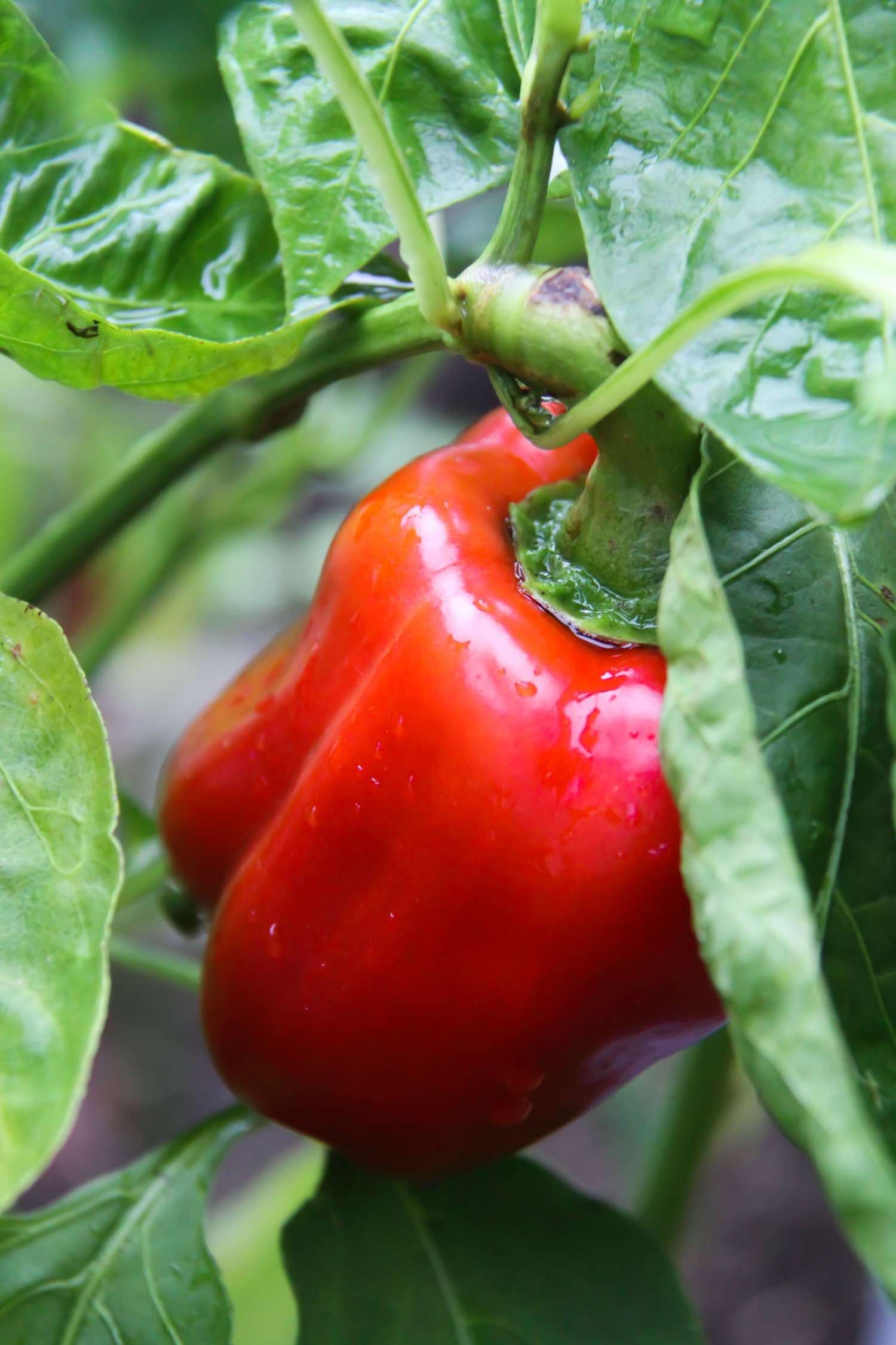 Paprika 'Jubilanska' (BIO zaden)