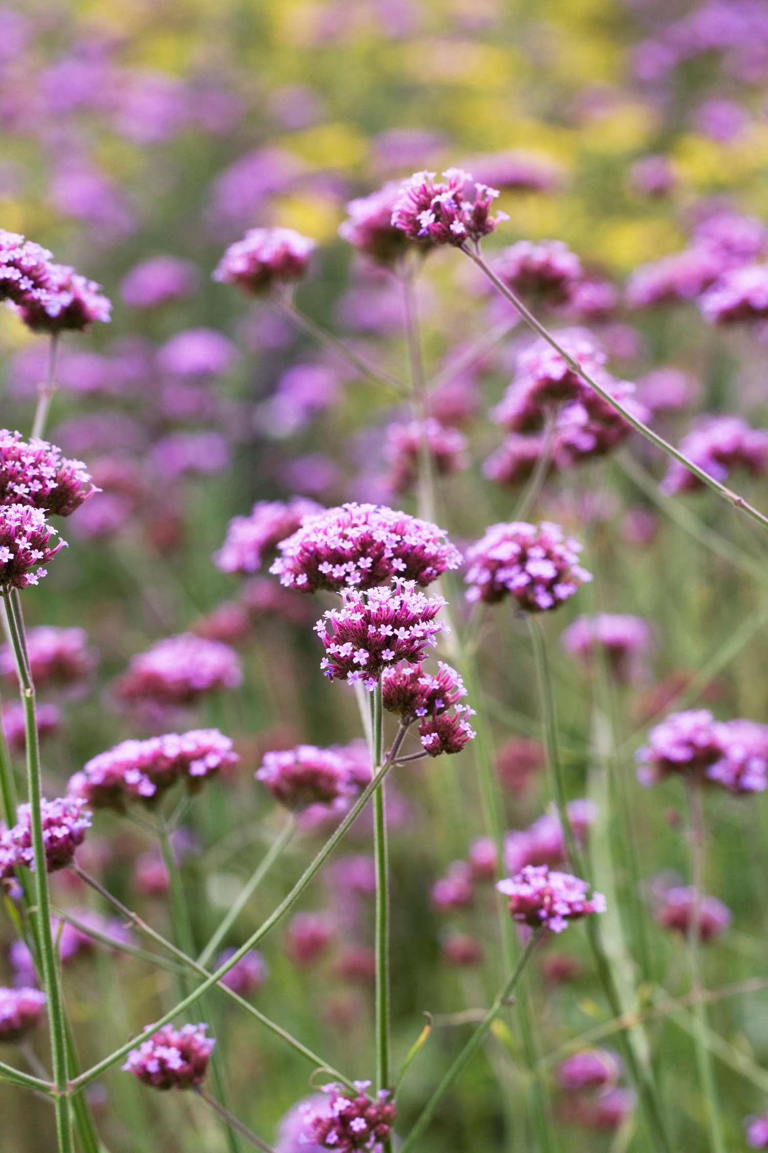 Verbena bonariensis (zaden)