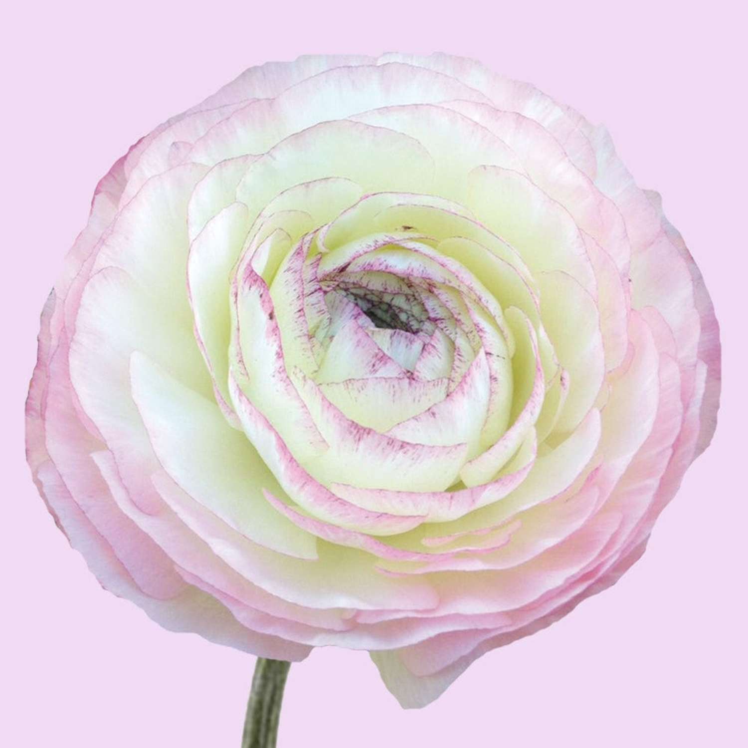 Ranonkel 'Elegance Bianco Sfumato'