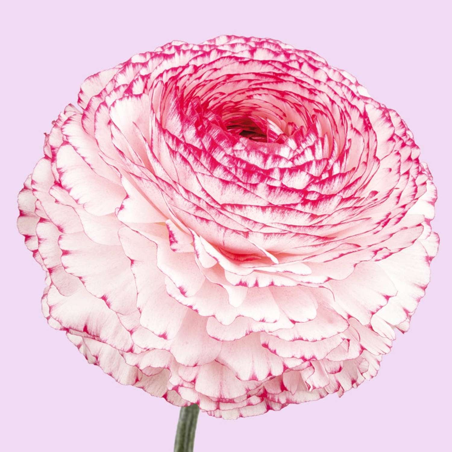 Ranonkel 'Elegance Bianco Striato White/Red'