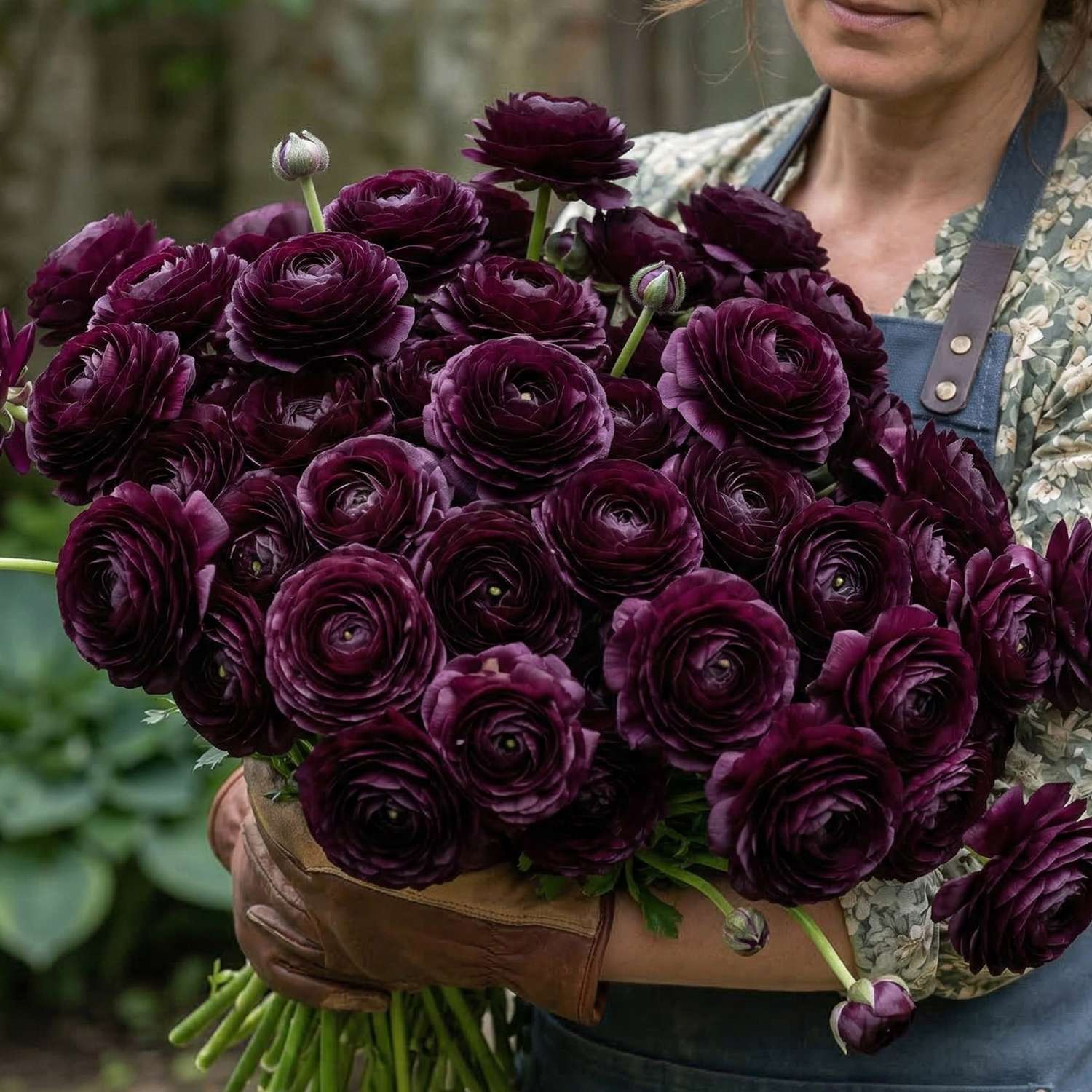 Ranonkel 'Elegance Nero'