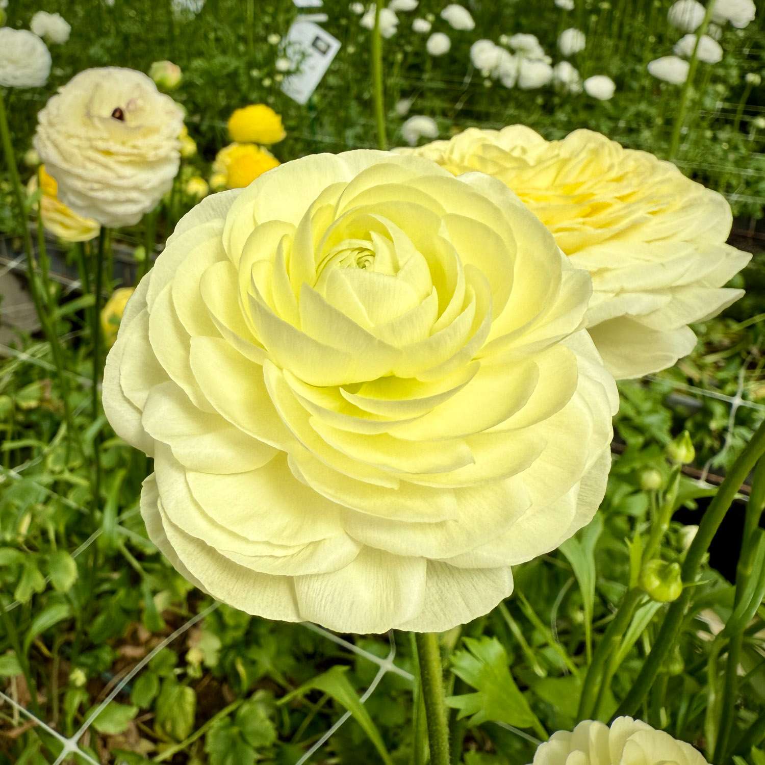 Ranonkel 'Elegance Crema'