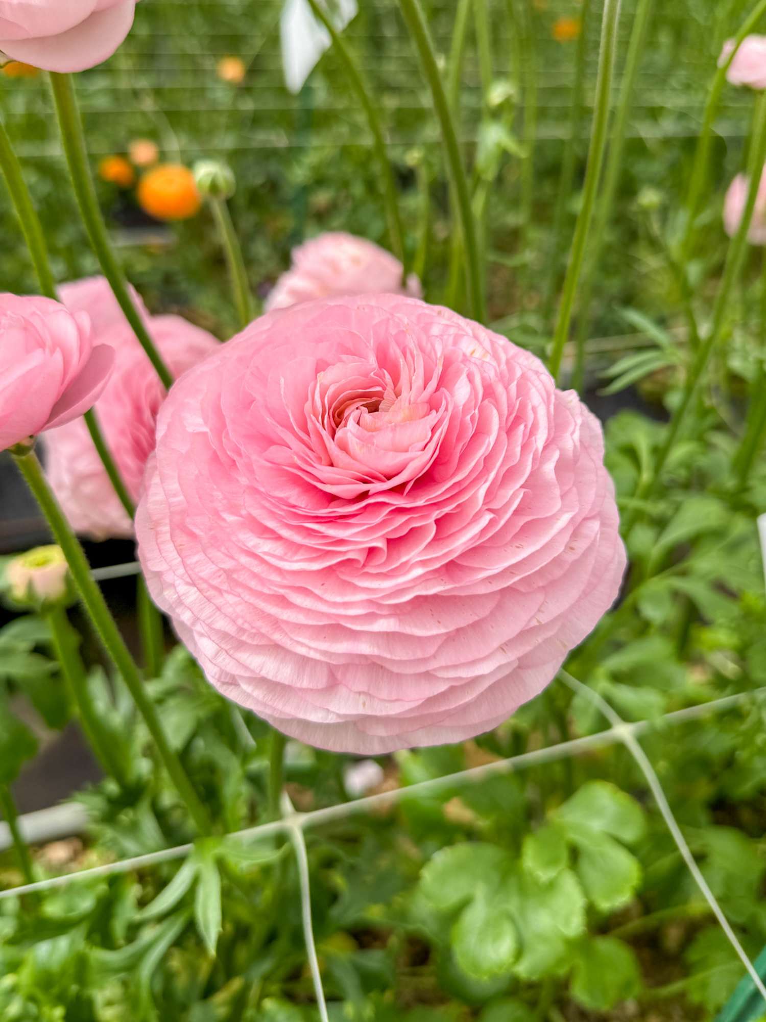 Ranonkel 'Elegance® Rosa Chiaro'
