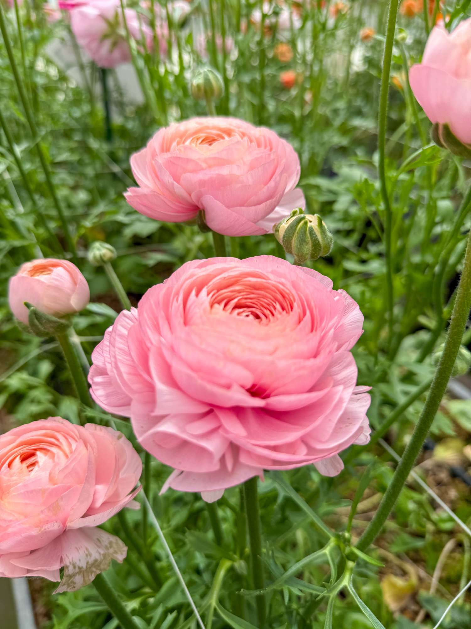 Ranonkel 'Elegance® Rosa Chiaro'