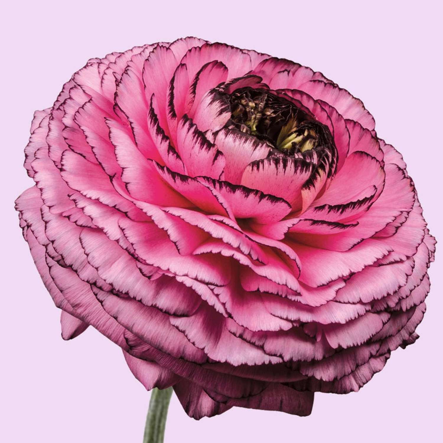 Ranonkel 'Elegance Rosa Striato'