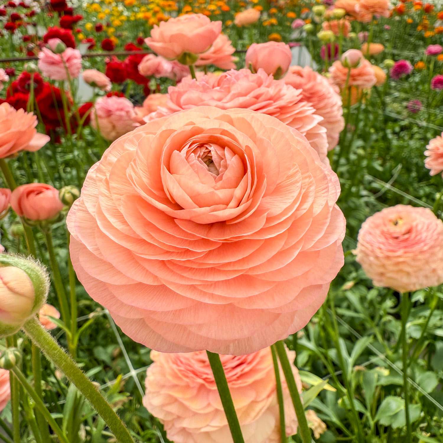 Ranonkel 'Elegance® Salmon'
