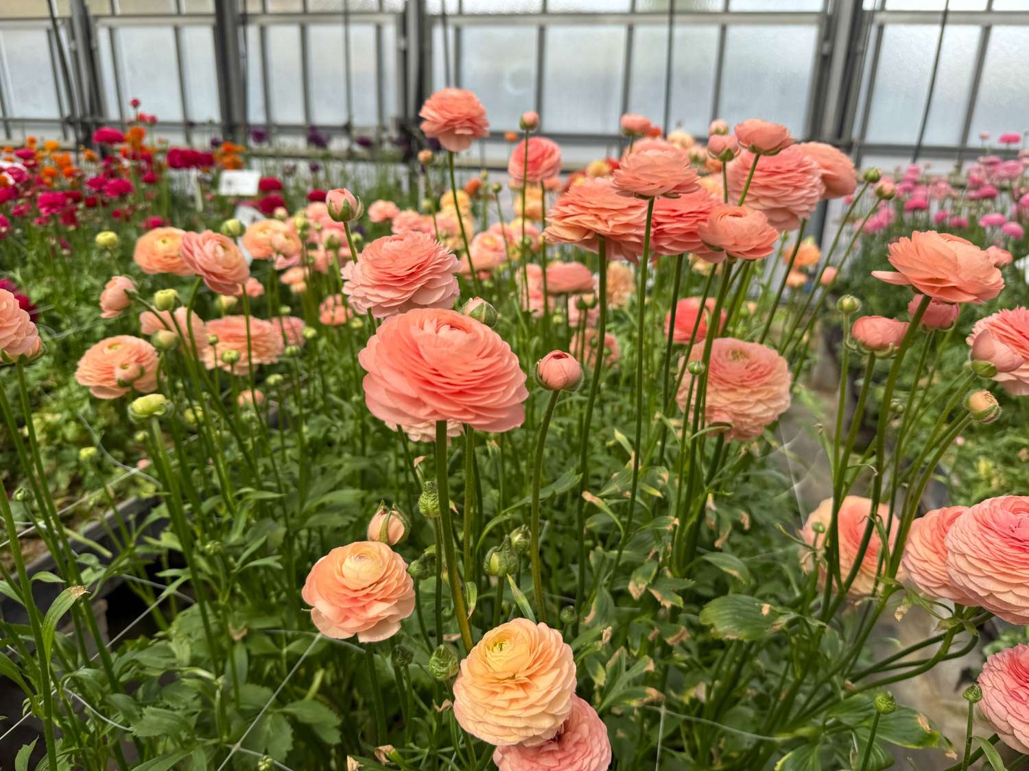 Ranonkel 'Elegance® Salmon'