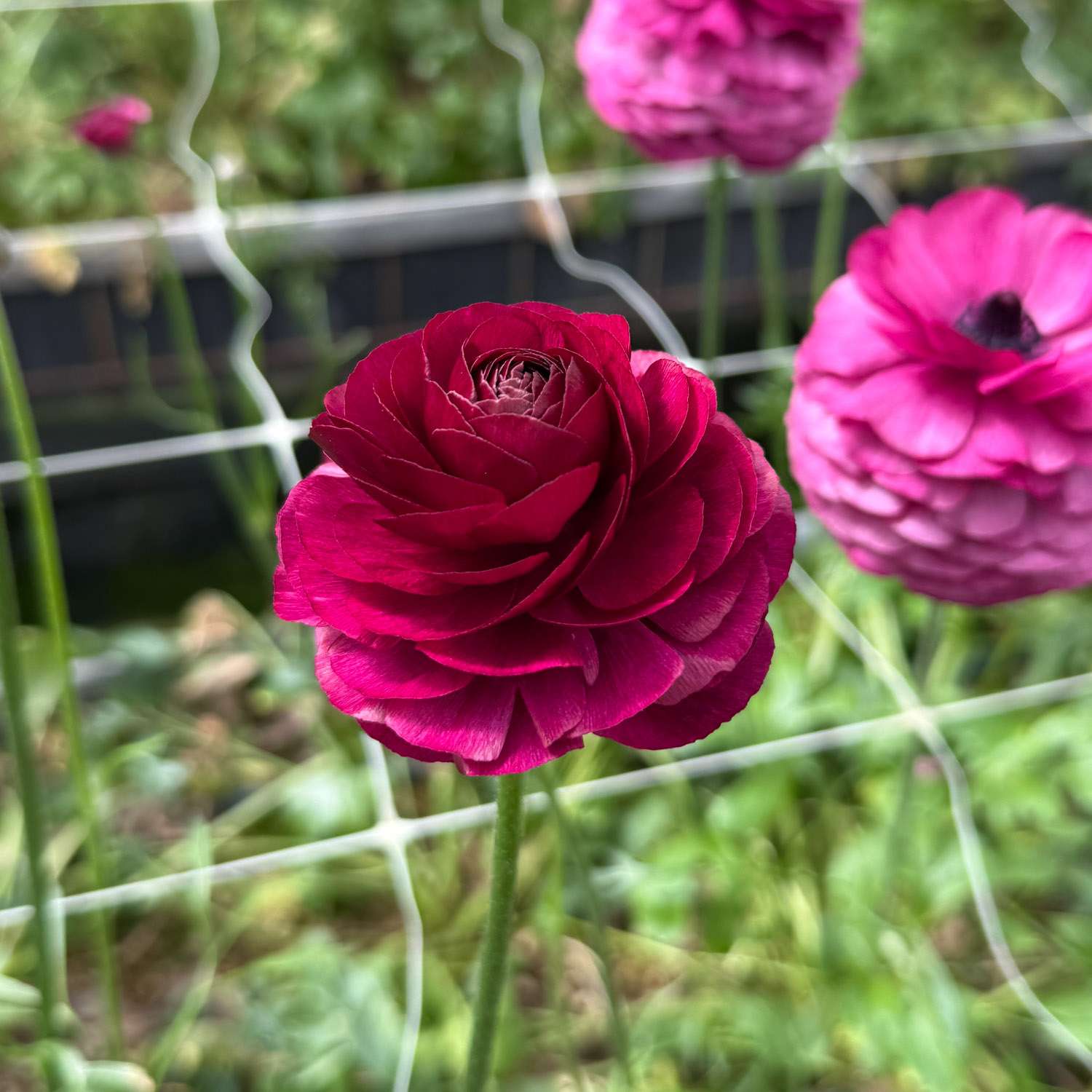 Ranonkel 'Elegance Viola'