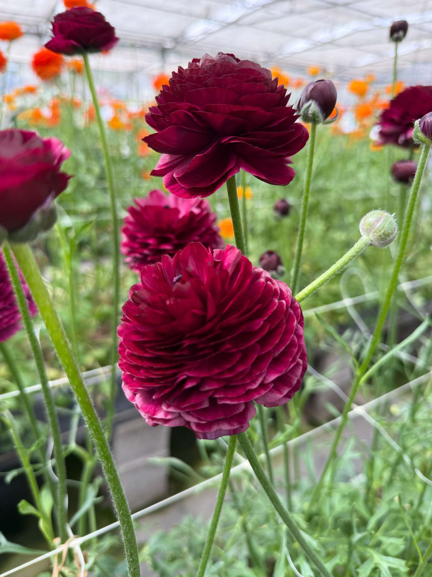 Ranonkel 'Elegance Viola'