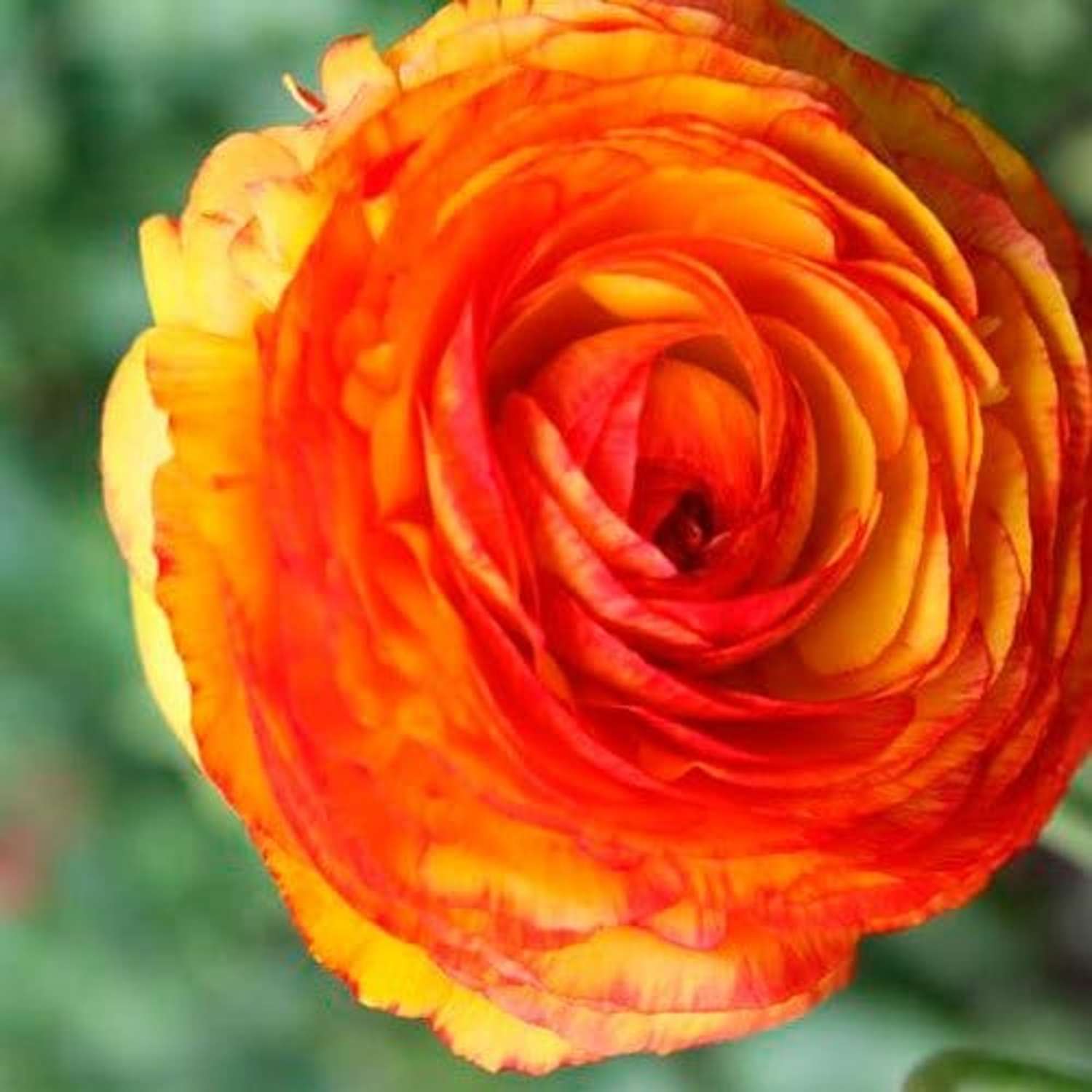 Ranonkel 'Picotee Orange'