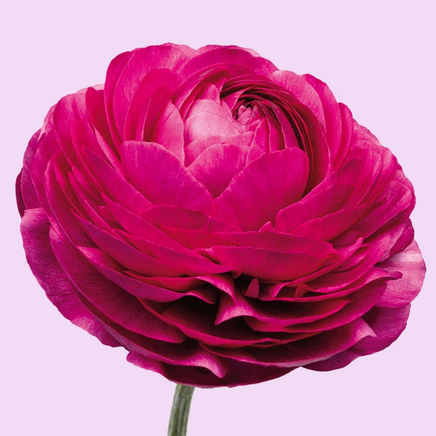 Ranonkel 'Elegance Malva'