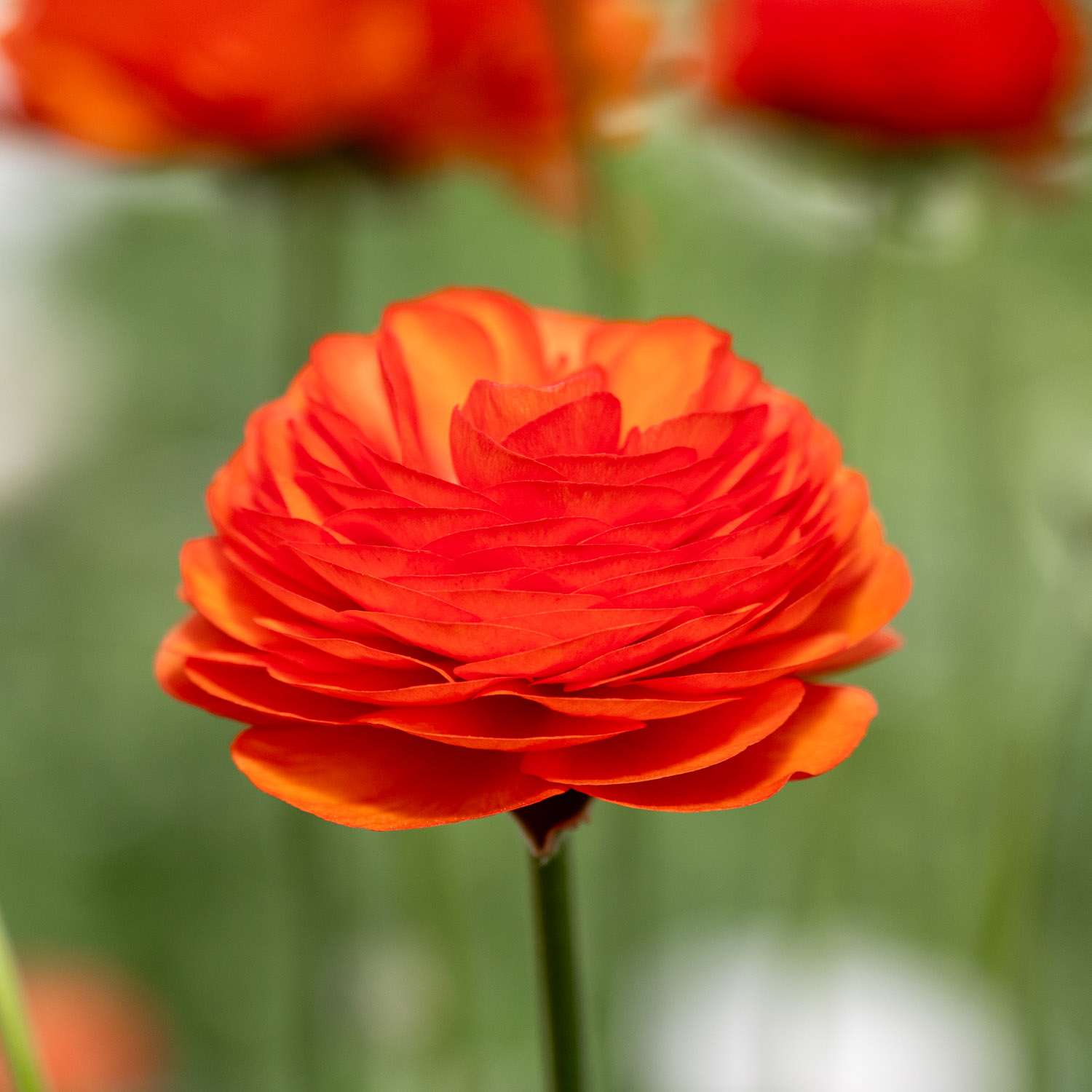 Ranonkel 'Elegance Clementine'