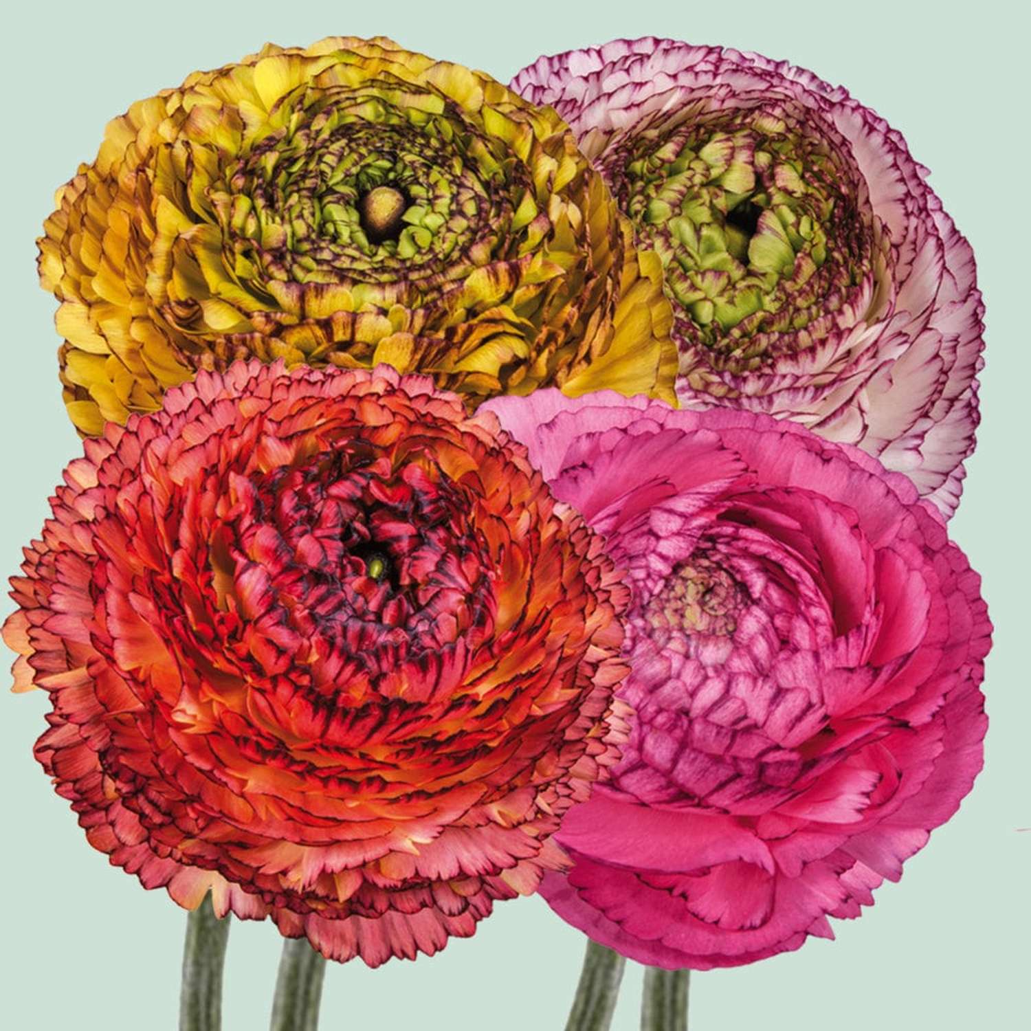 Ranonkelmengsel 'Elegance Pastello Striato'