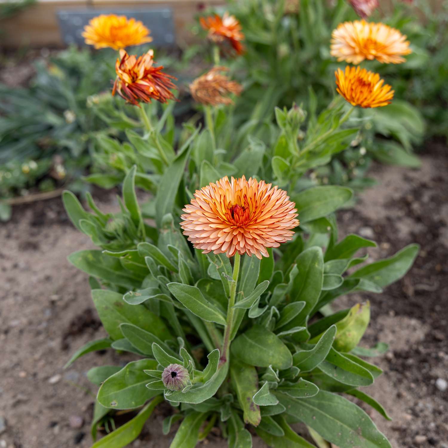 Goudsbloem 'Orange Flash' (zaden)