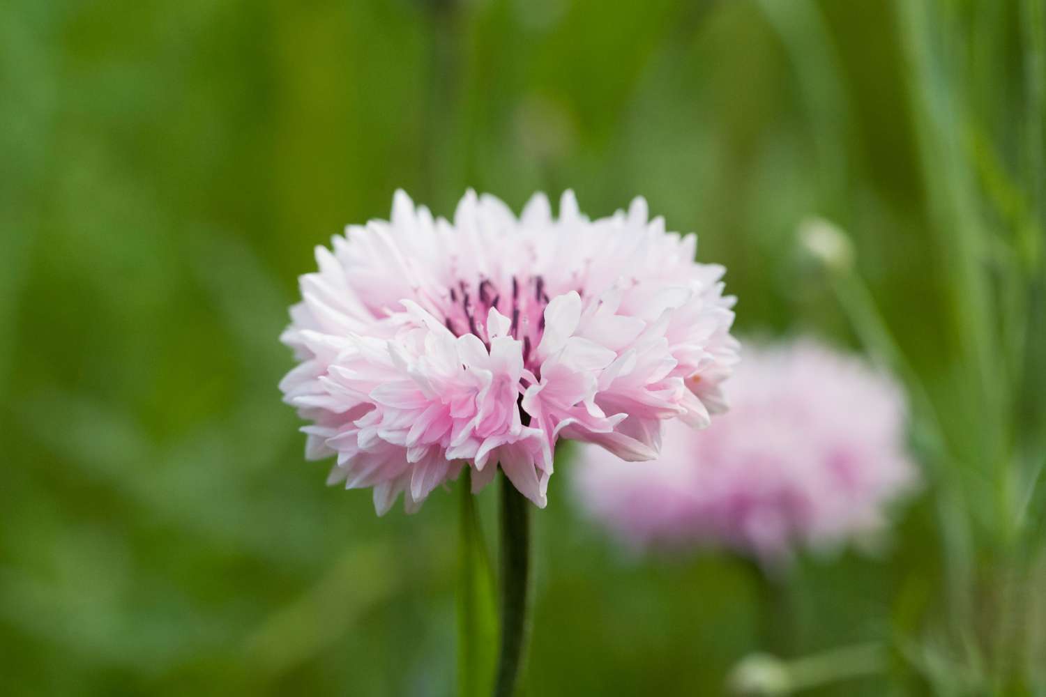 Roze korenbloem (zaden)