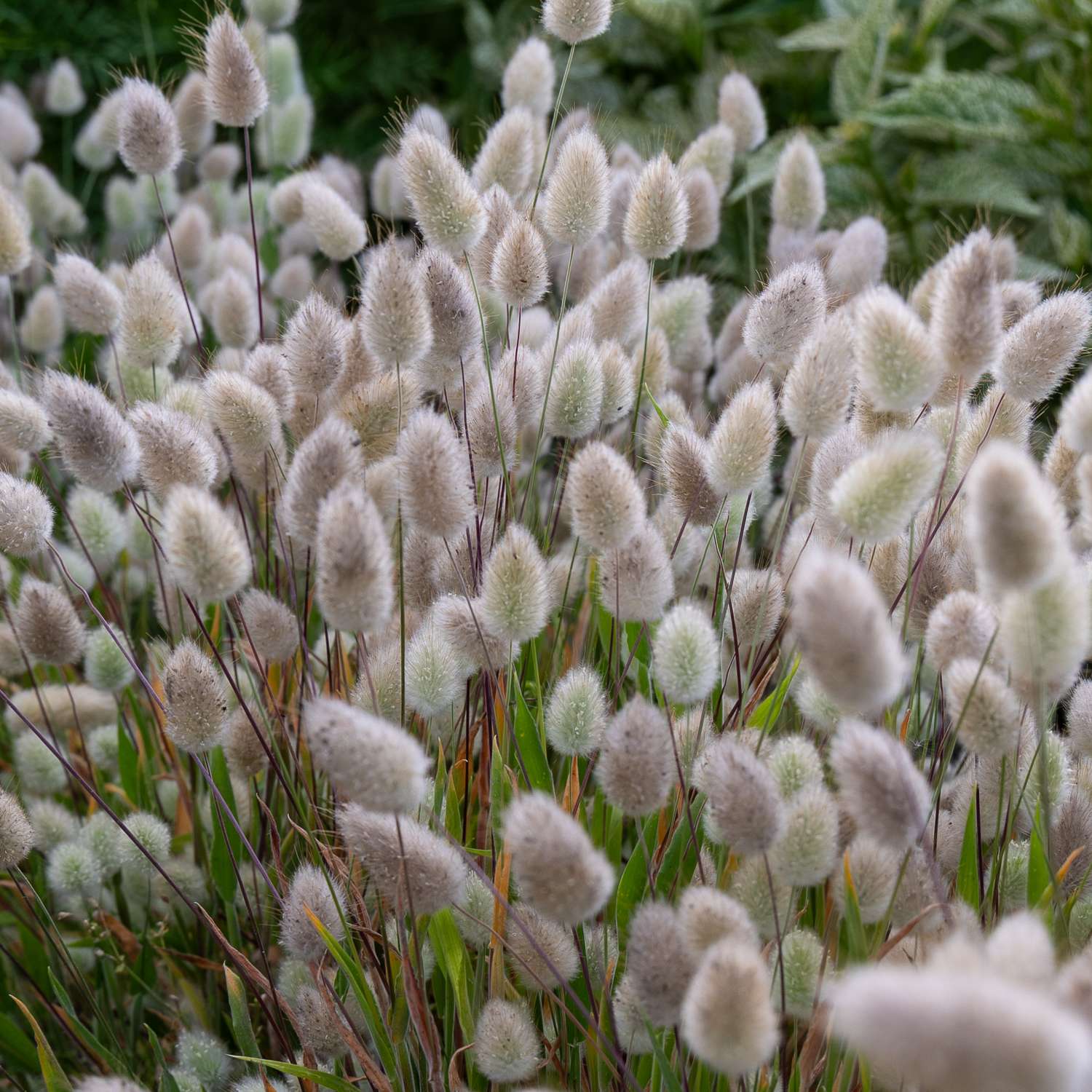 Hazenstaartgras 'Bunny Tails' (zaden)