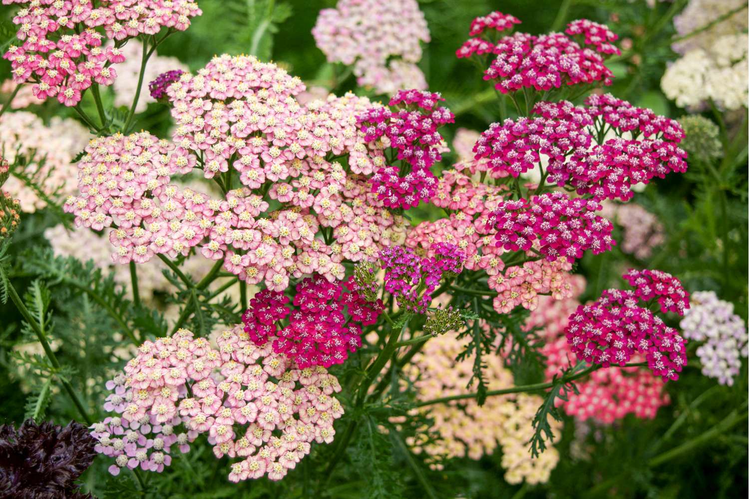 Duizendblad 'Summer Pastels Mix' (zaden)