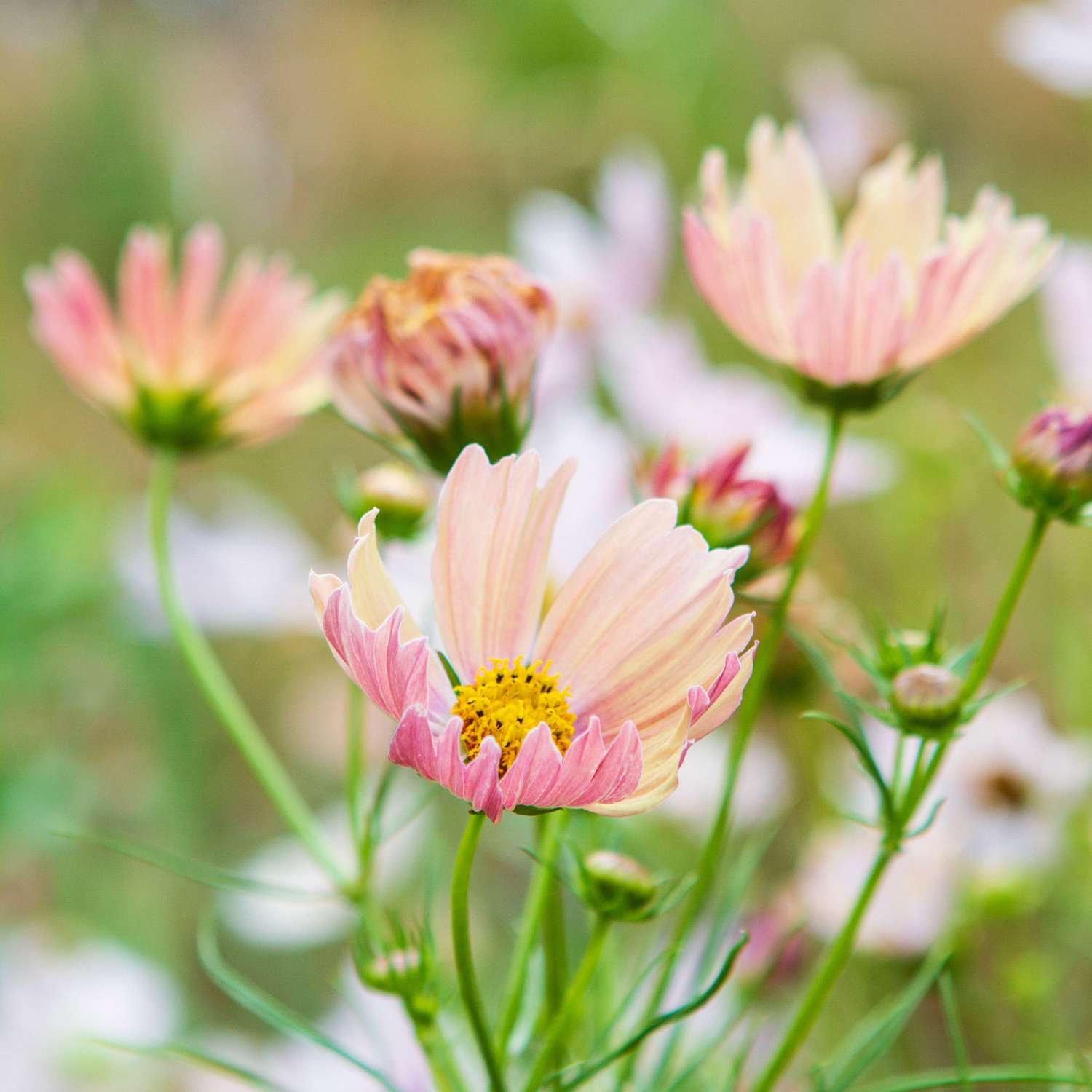 Cosmos 'Apricot Lemonade' (zaden)