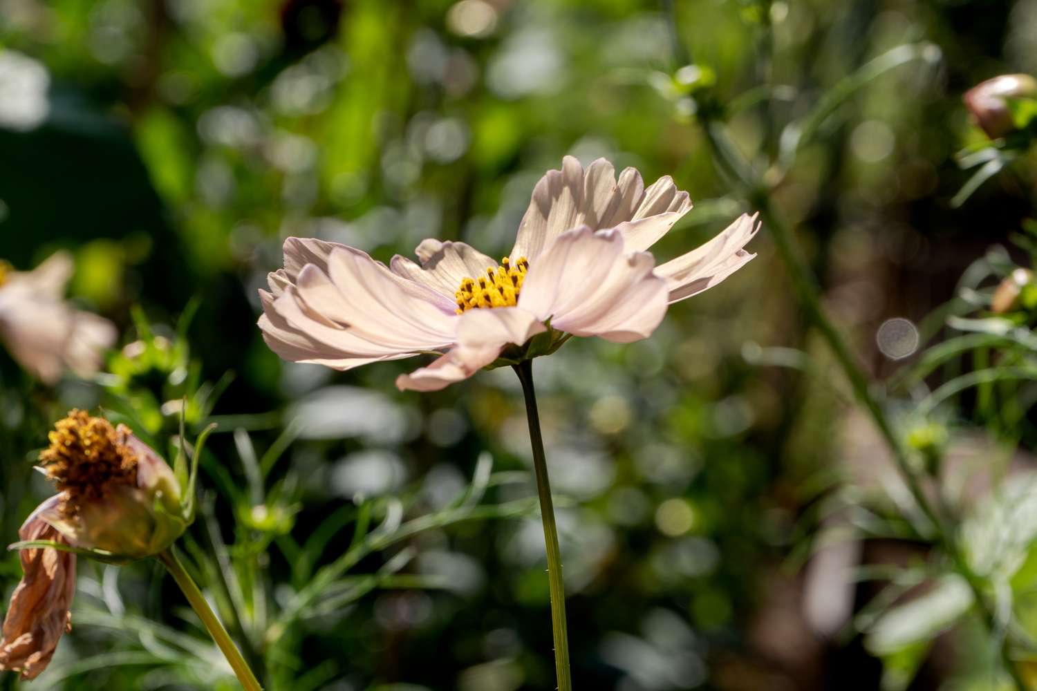 Cosmos 'Apricot Lemonade' (zaden)