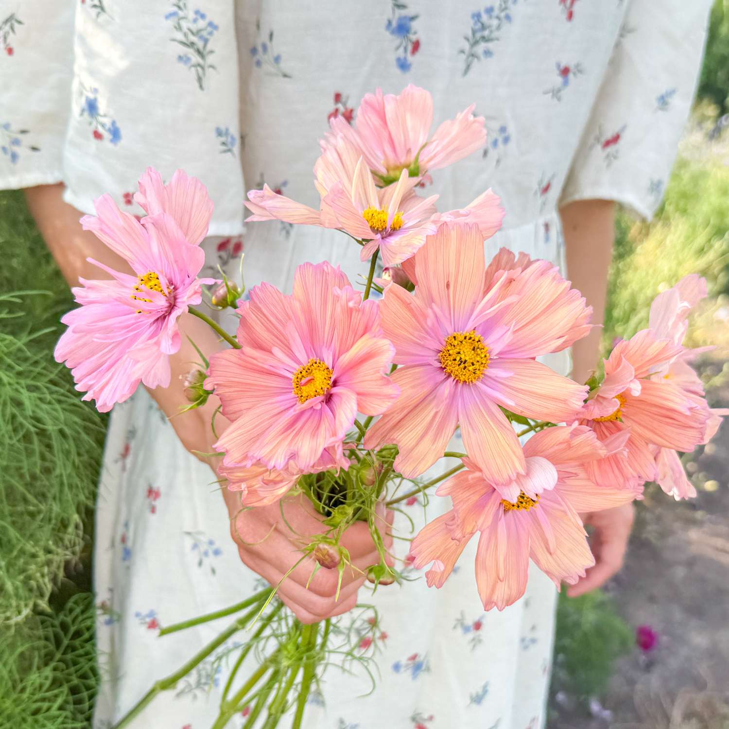 Cosmos 'Apricotta' (zaden)