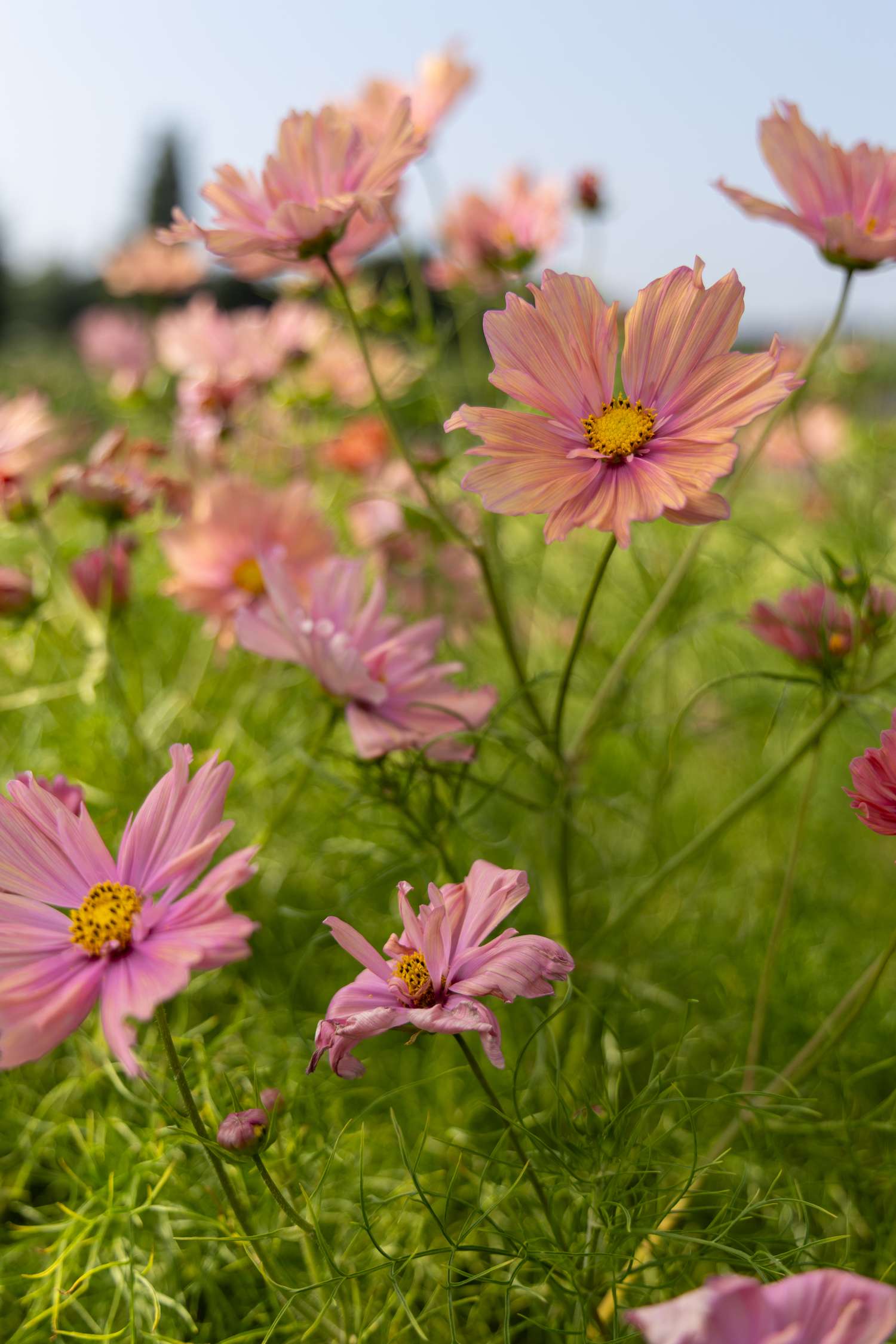 Cosmos 'Apricotta' (zaden)