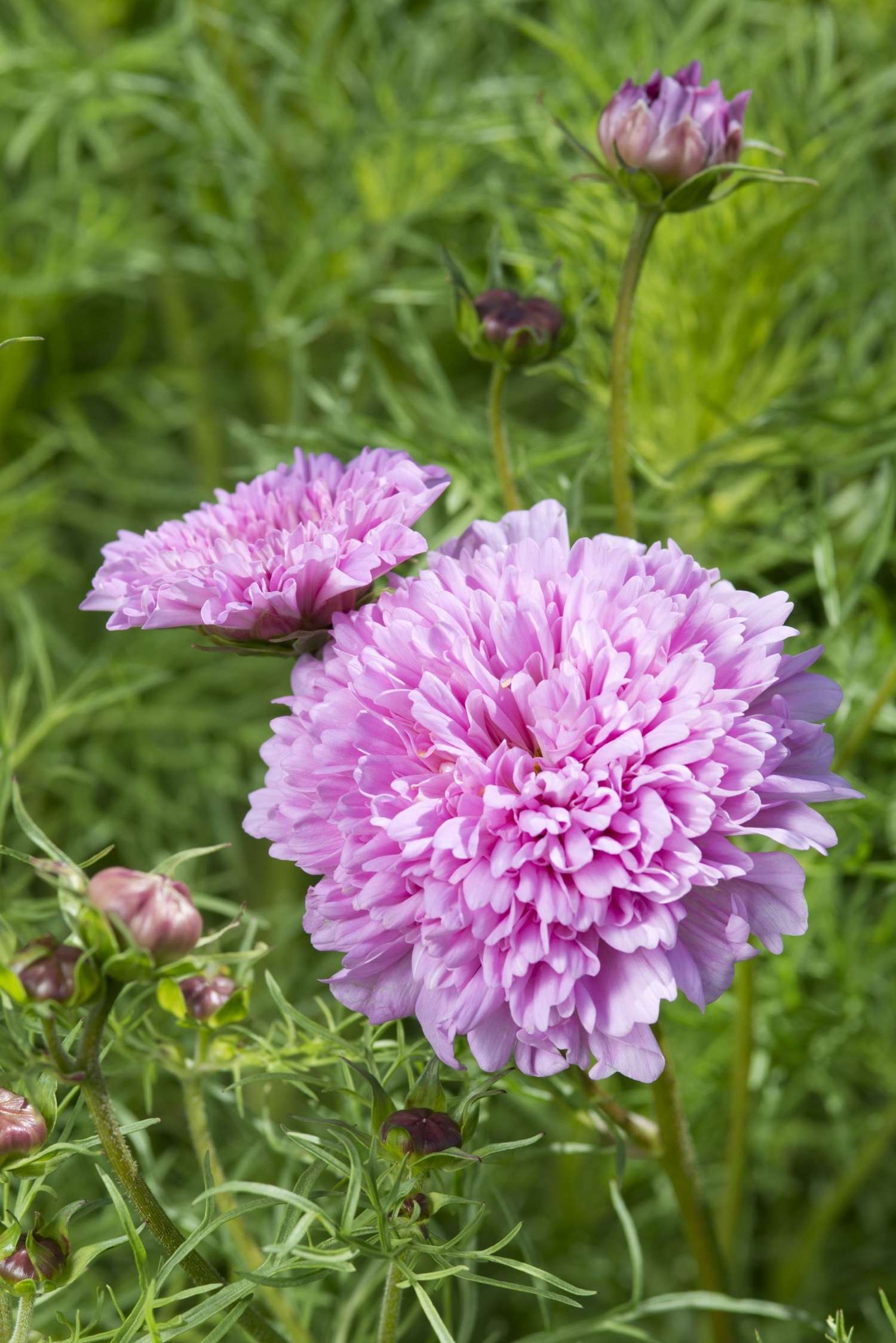 Cosmea 'Double Dutch Rose' (zaden)