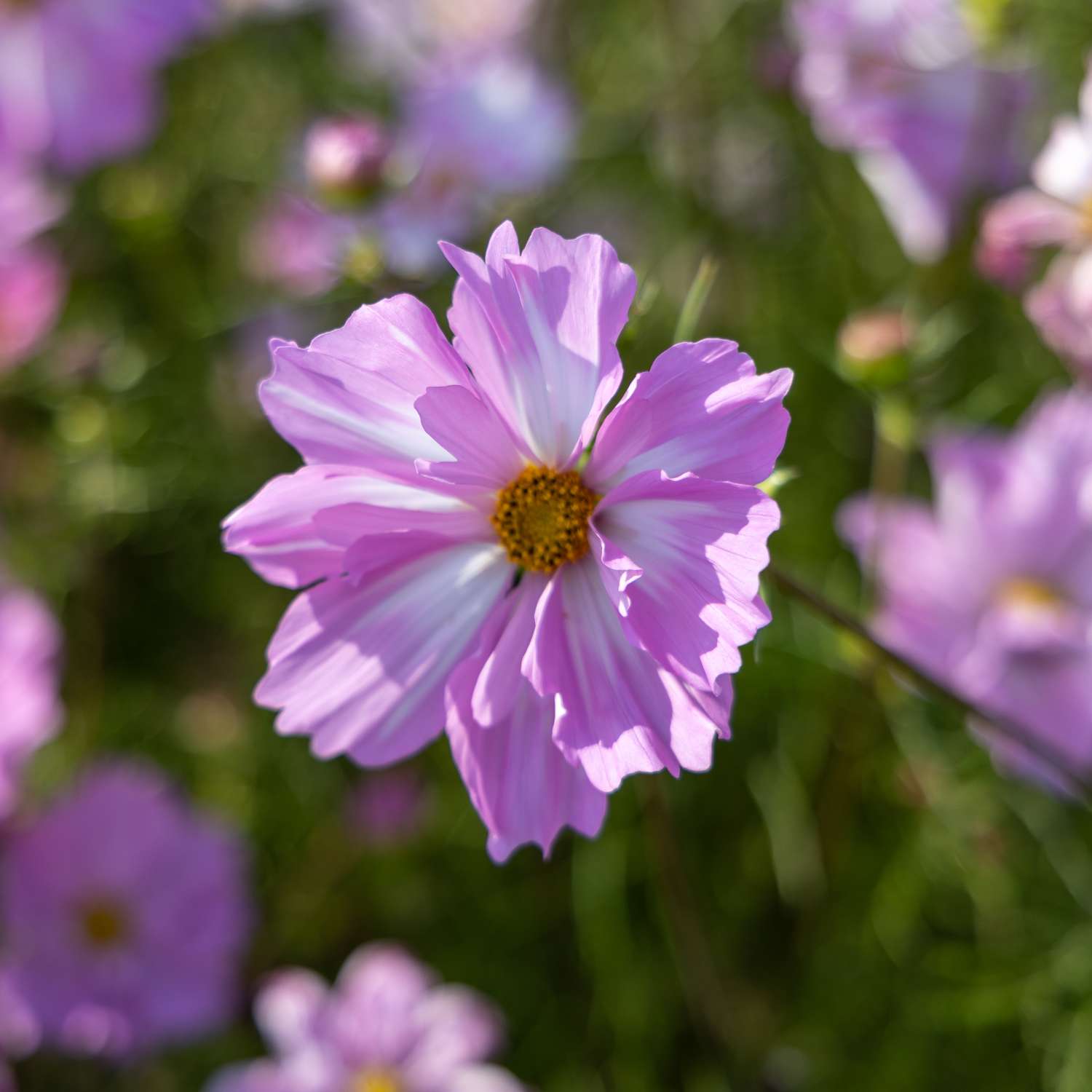 Cosmos 'Rosetta' (zaden)