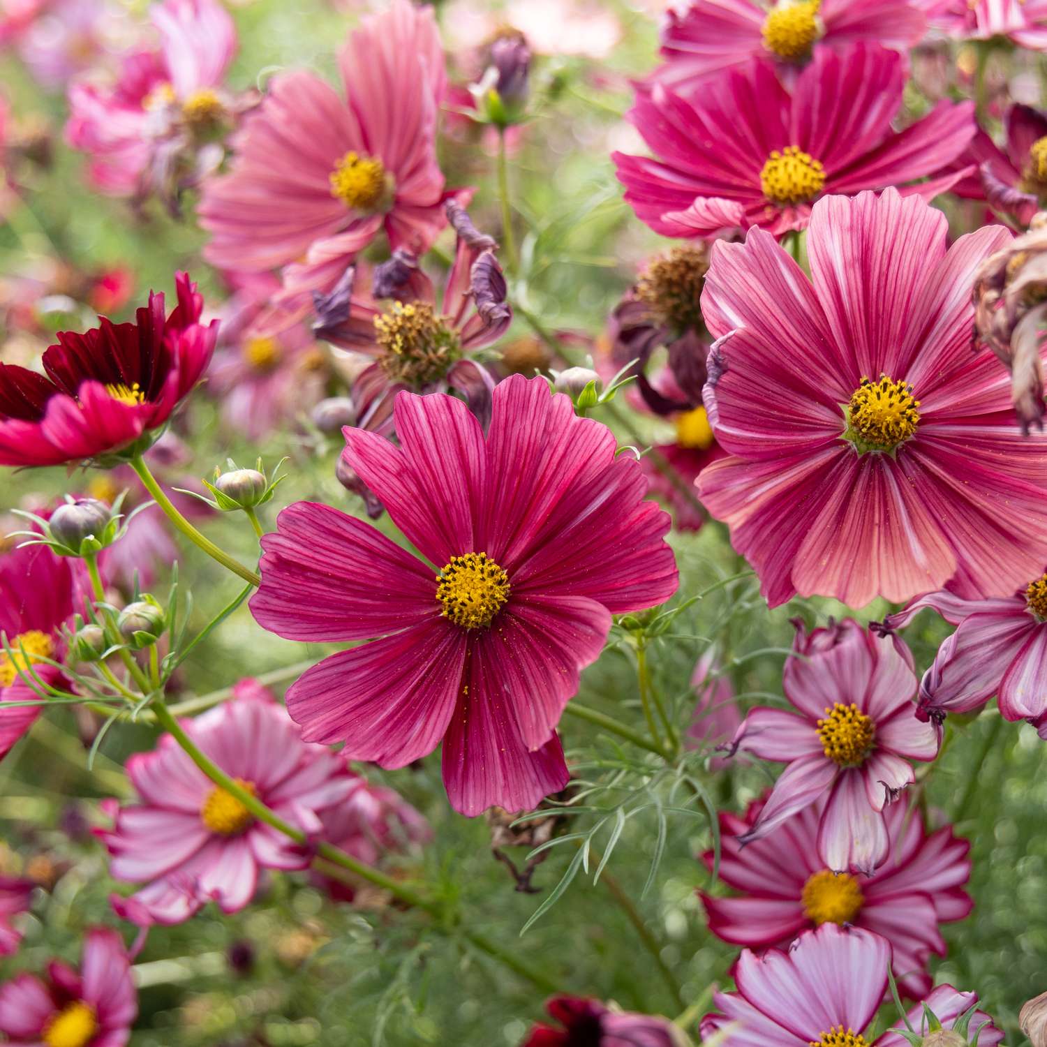 Cosmos 'Rubenza' (zaden)