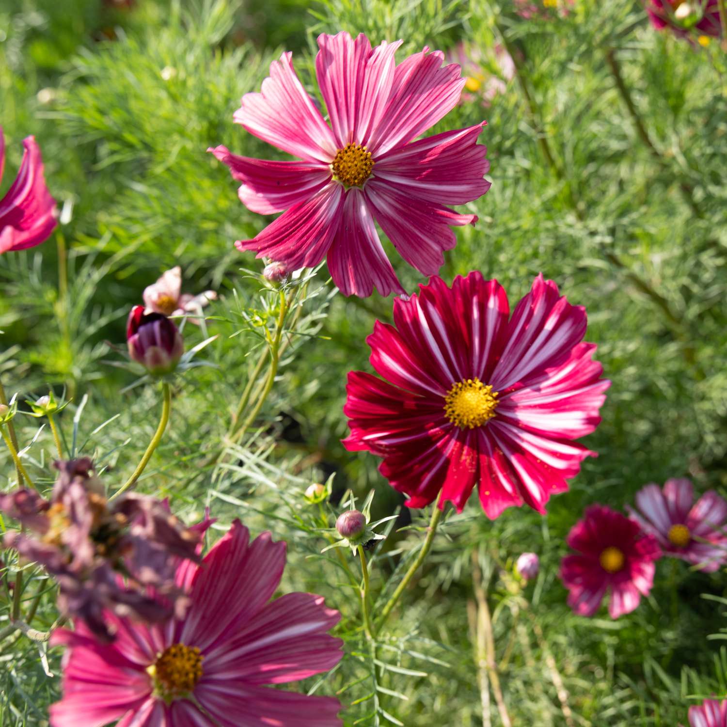 Cosmos 'Velouette' (zaden)