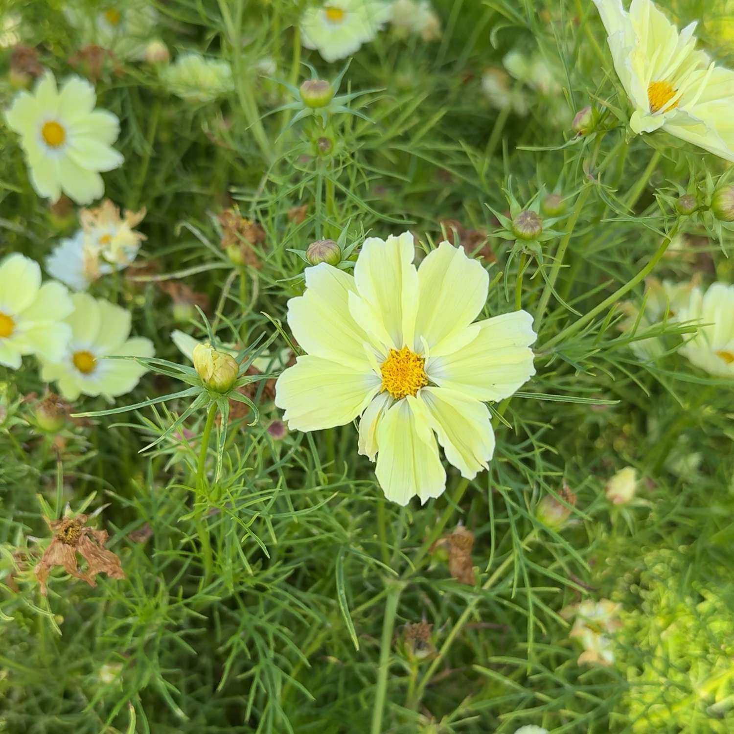 Cosmos 'Xanthos' (zaden)