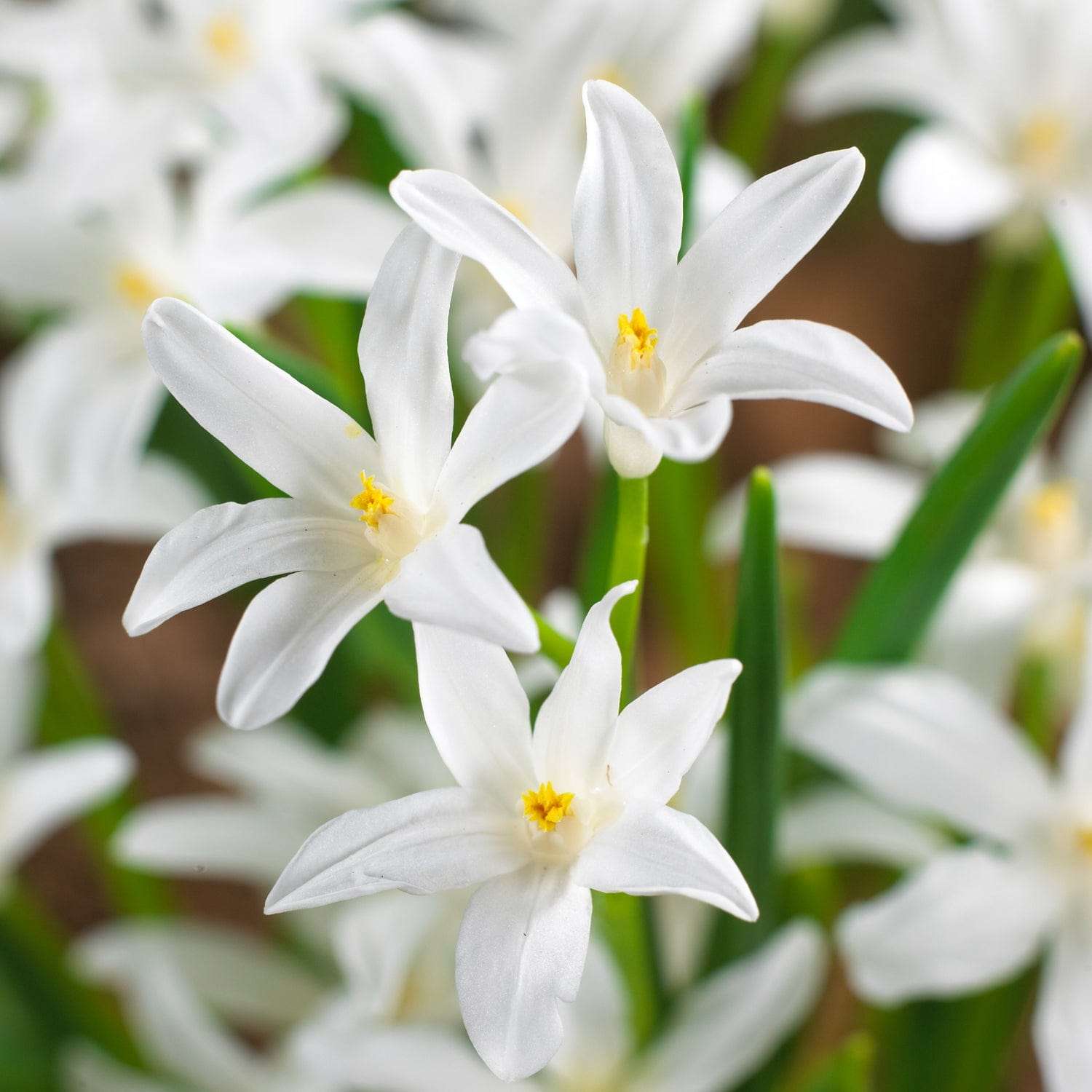 Sneeuwroem luciliae 'Alba'