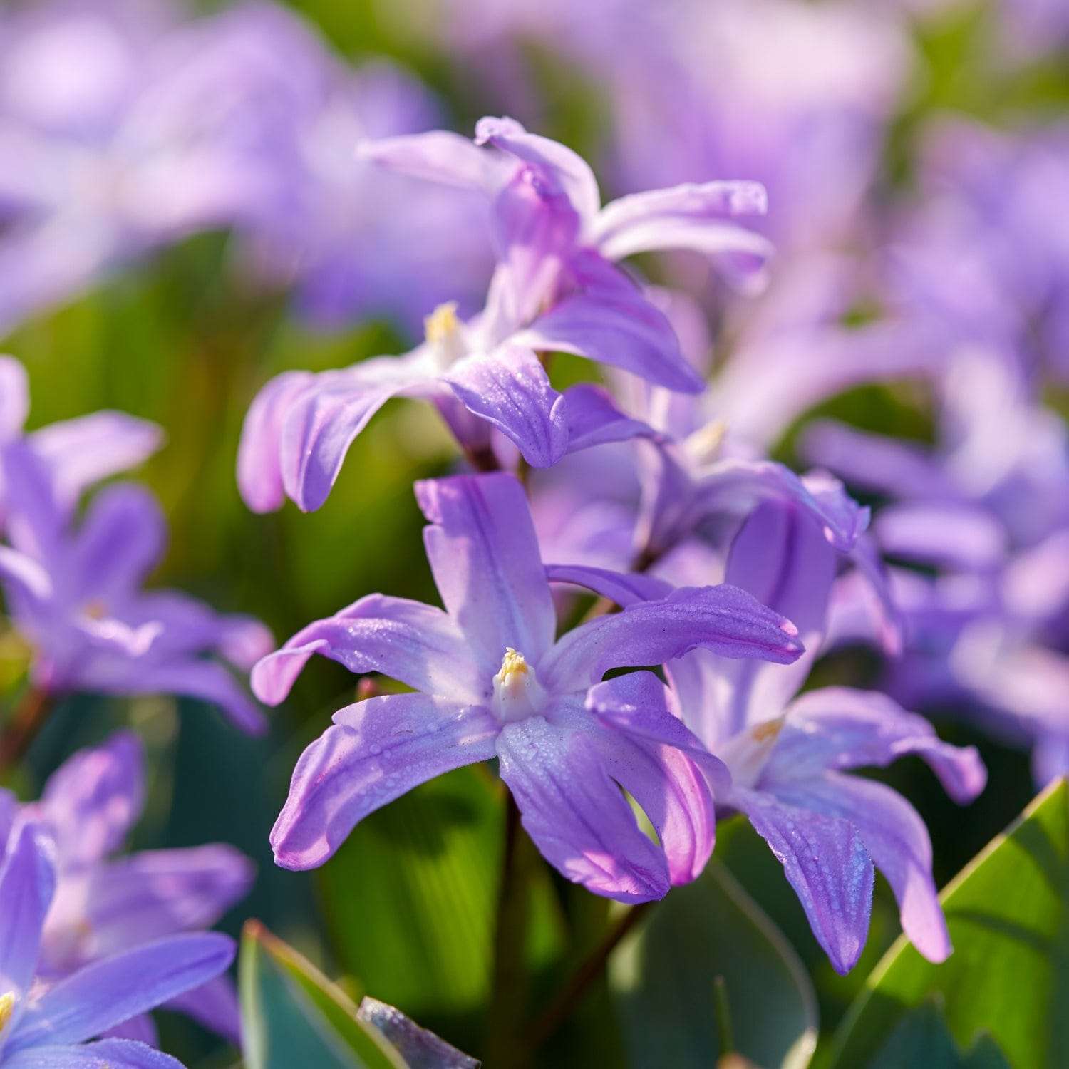Sneeuwroem 'Violet Beauty'