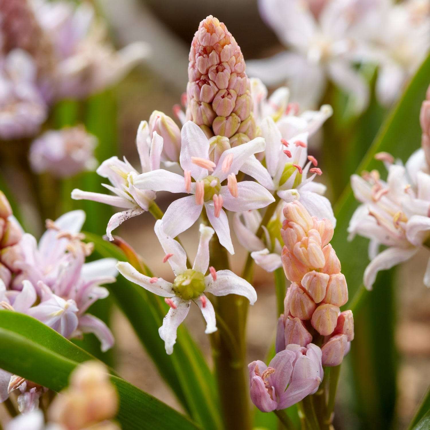 Scilla bifolia 'Rosea'