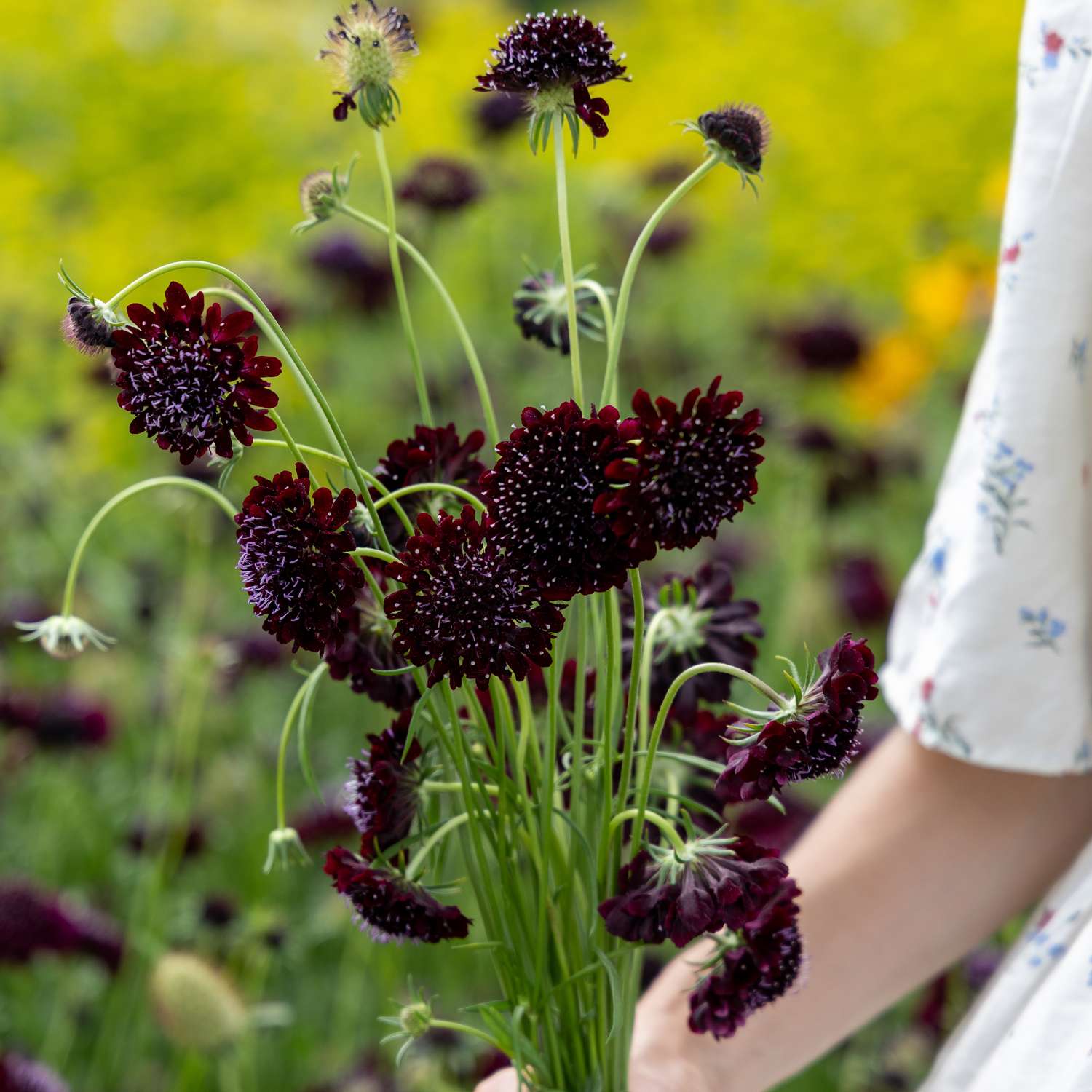 Schurftkruid 'Black Knight Normal' (zaden)