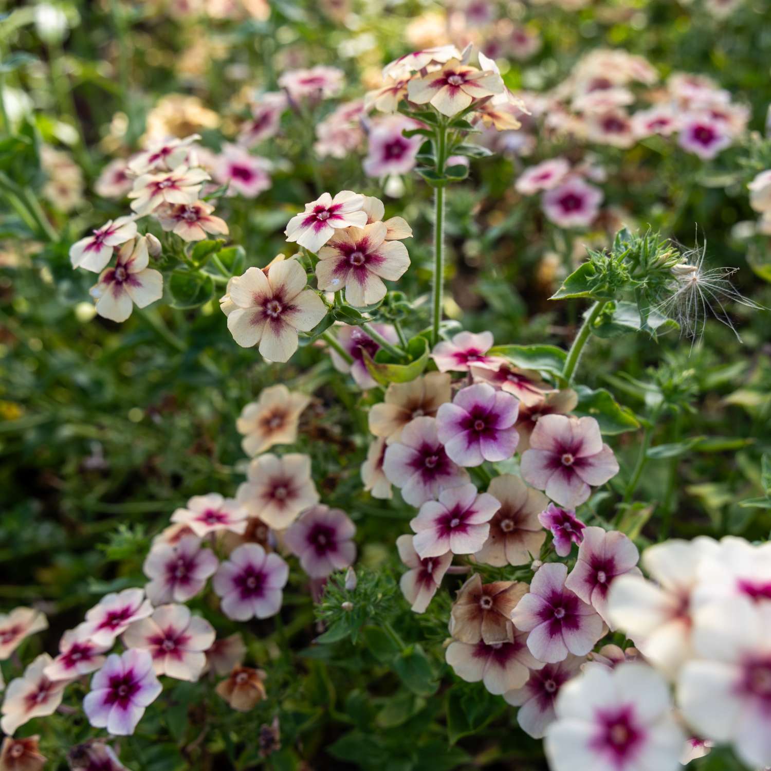 Zomerphlox 'Cherry Caramel' (zaden)