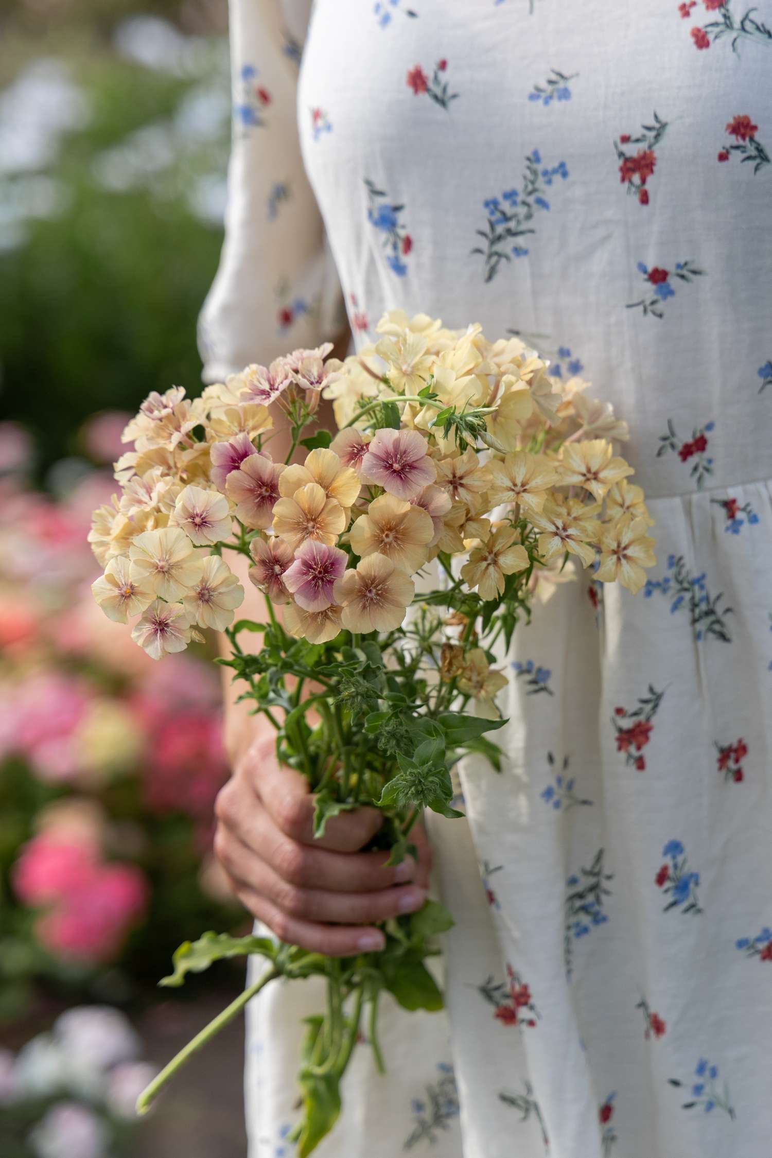 Zomerphlox 'Creme Brulee' (zaden)