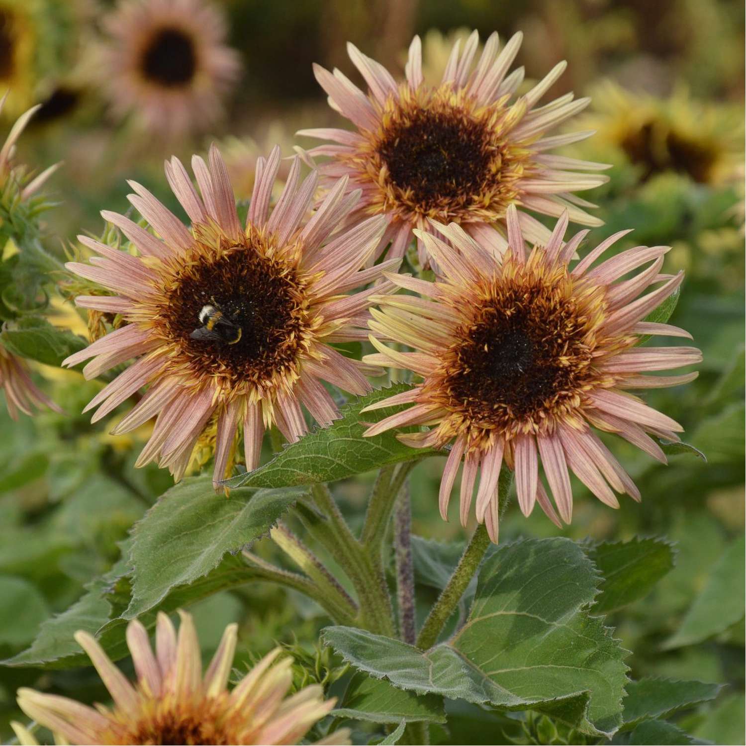 Zonnebloem 'Astra Rose Cream' (zaden)
