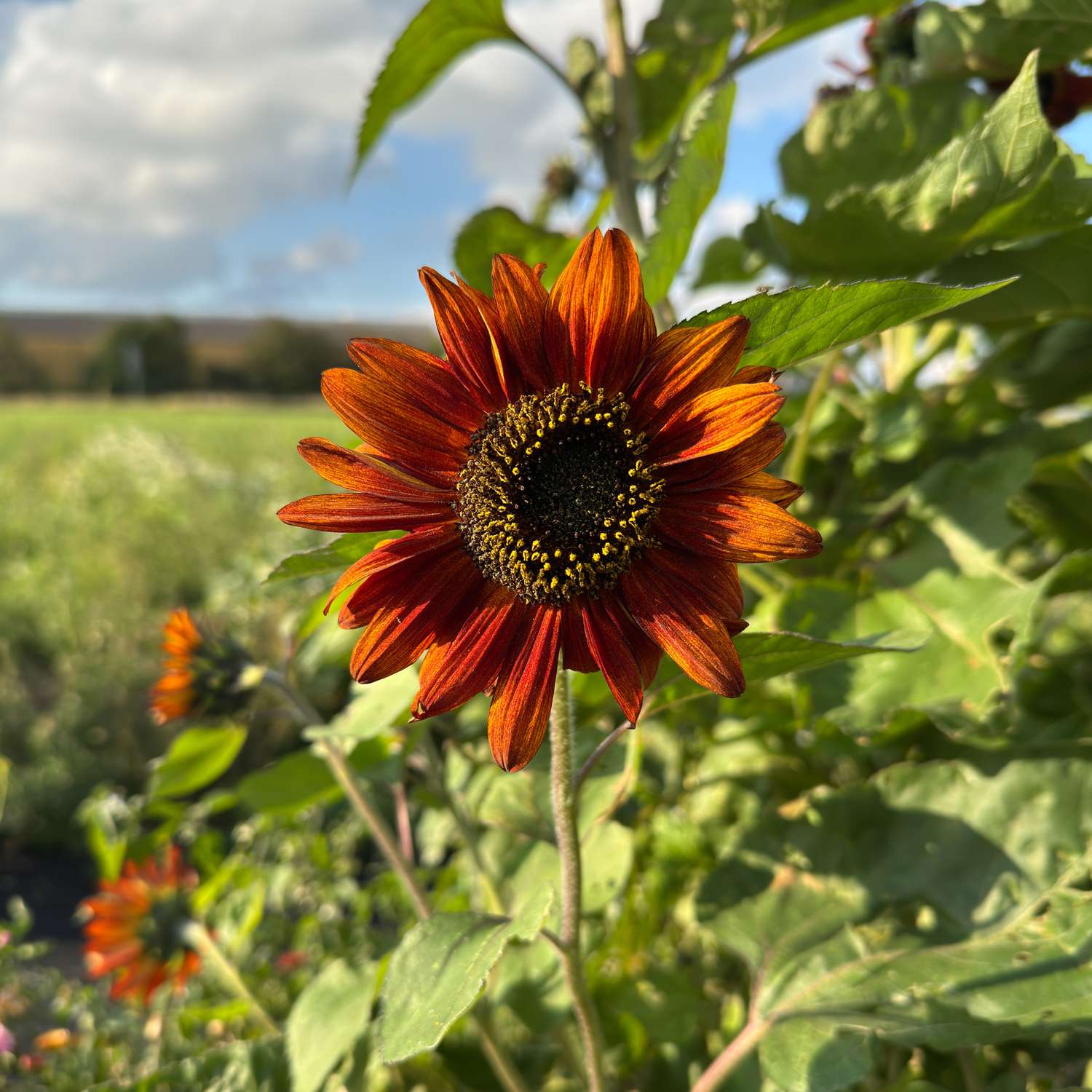 Zonnebloem 'Claret F1' (zaden)