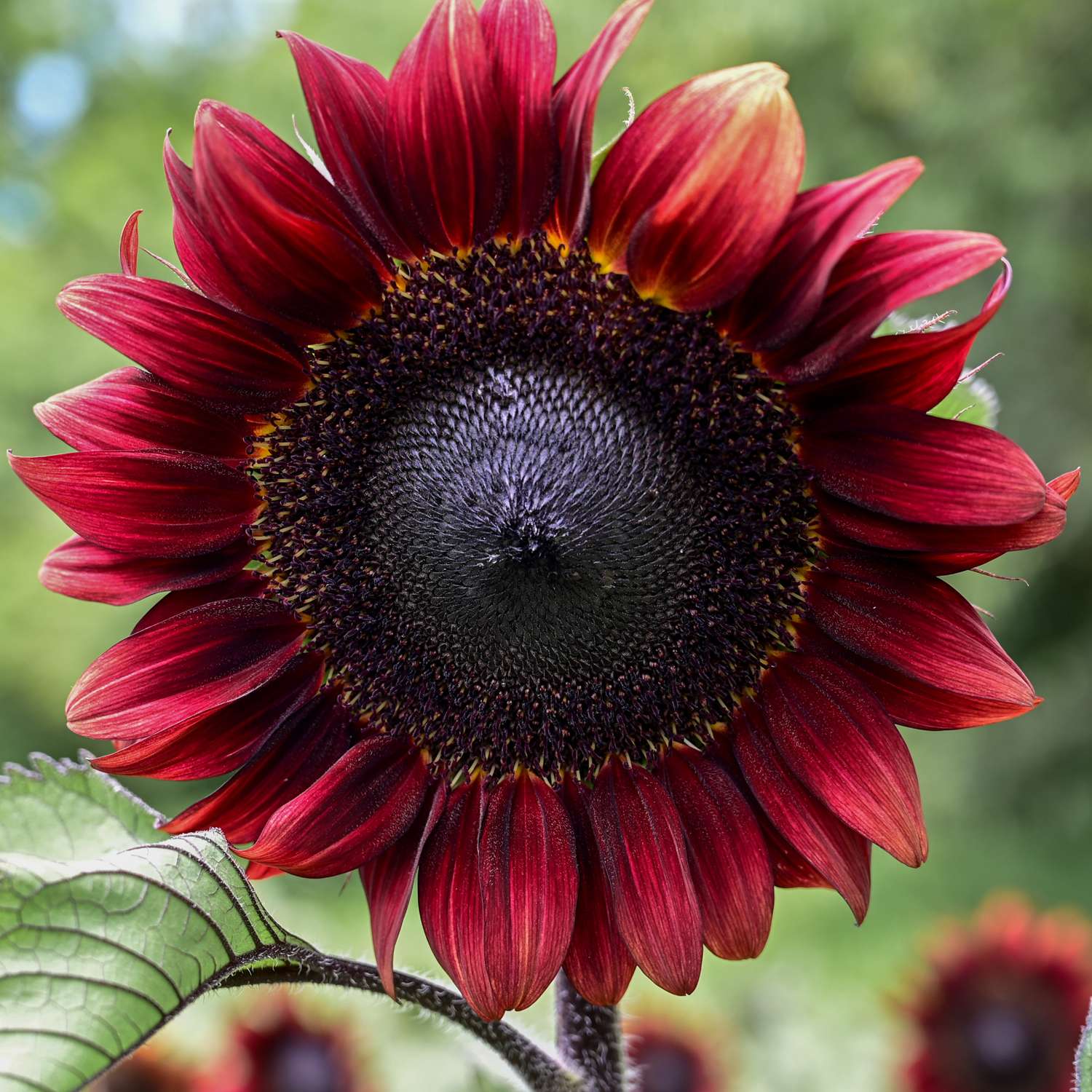Zonnebloem 'Pro Cut Red F1' (zaden)
