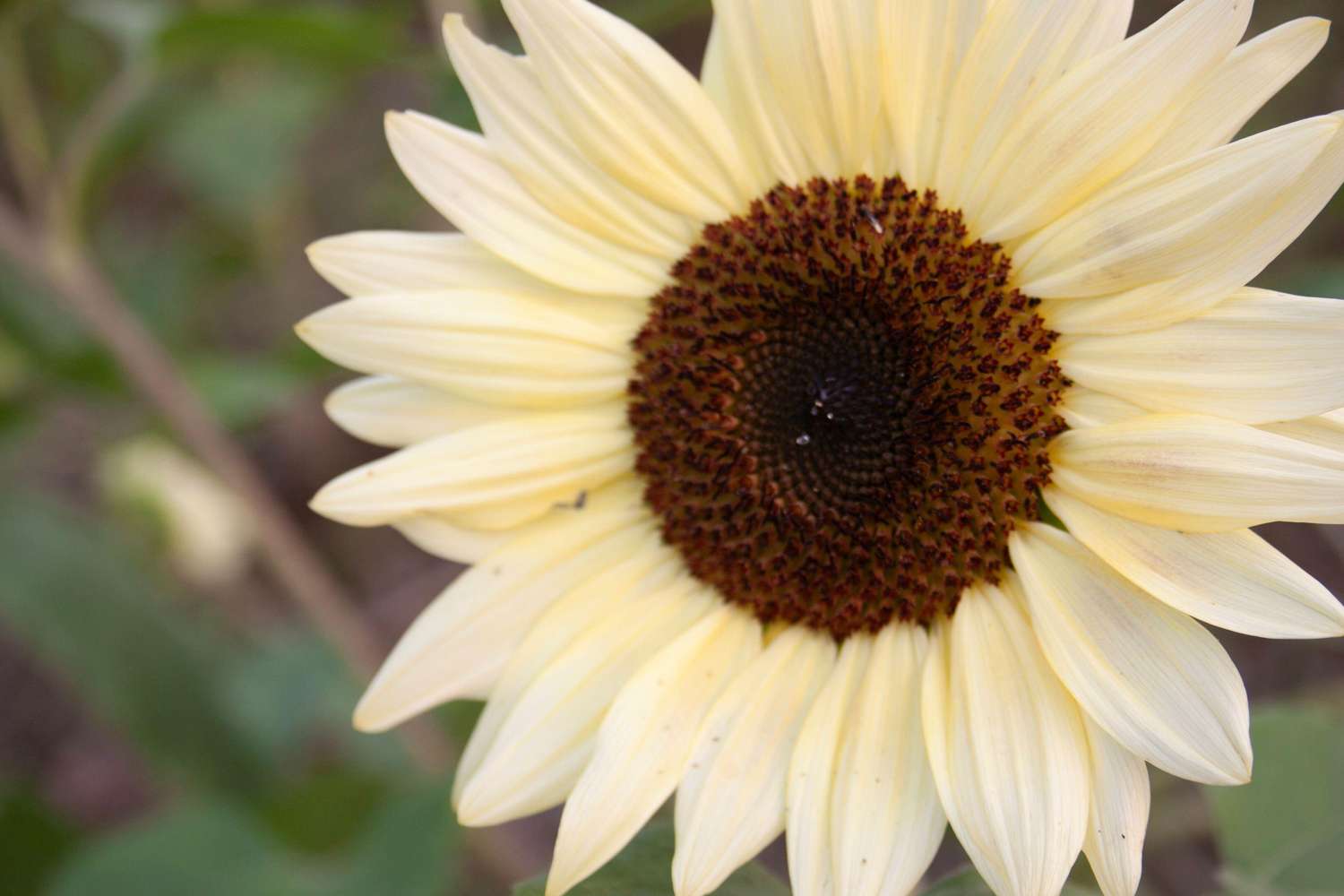 Zonnebloem 'Pro Cut White Nite F1' (zaden)