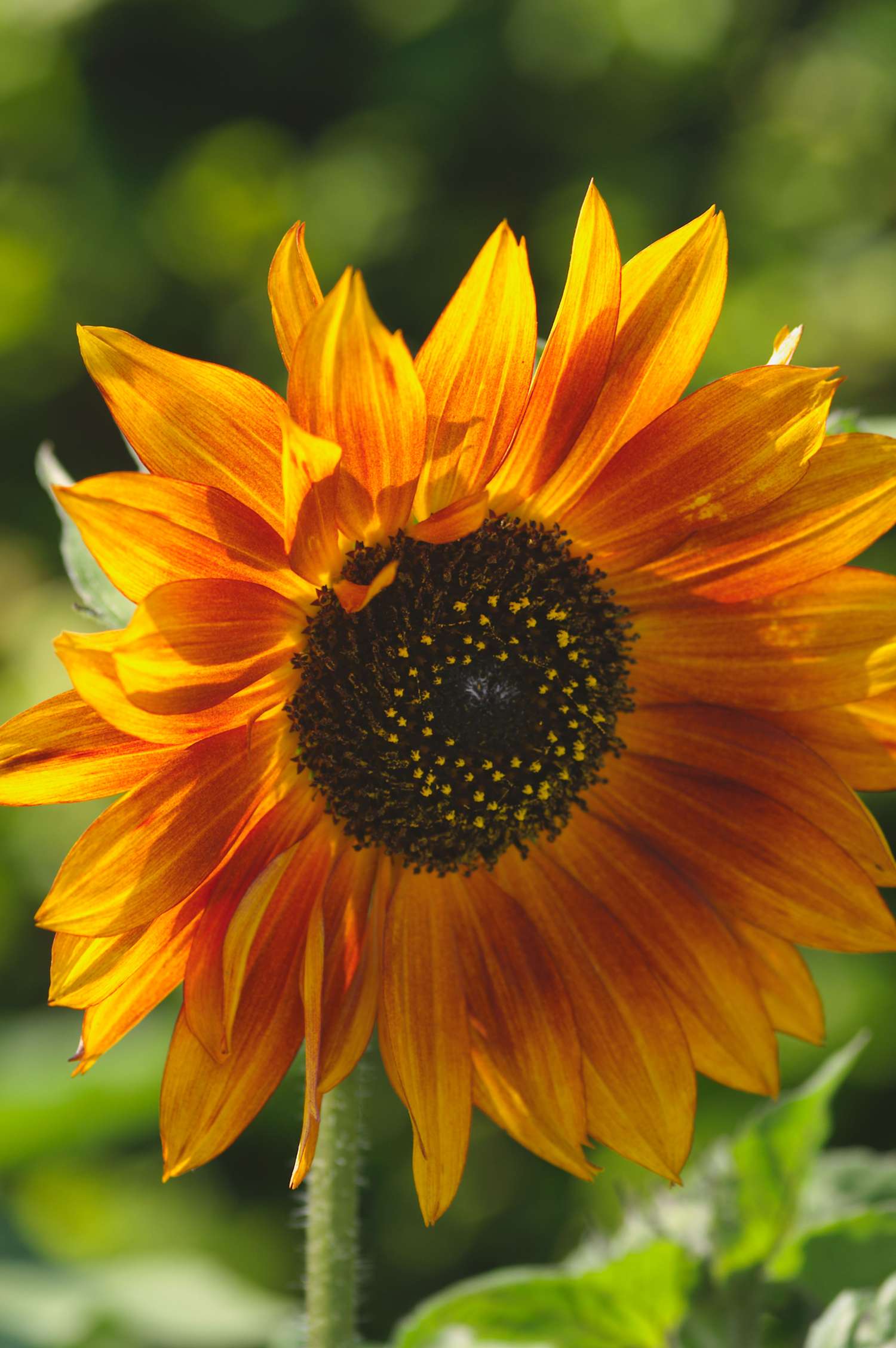 Zonnebloem 'Velvet Queen' (zaad)